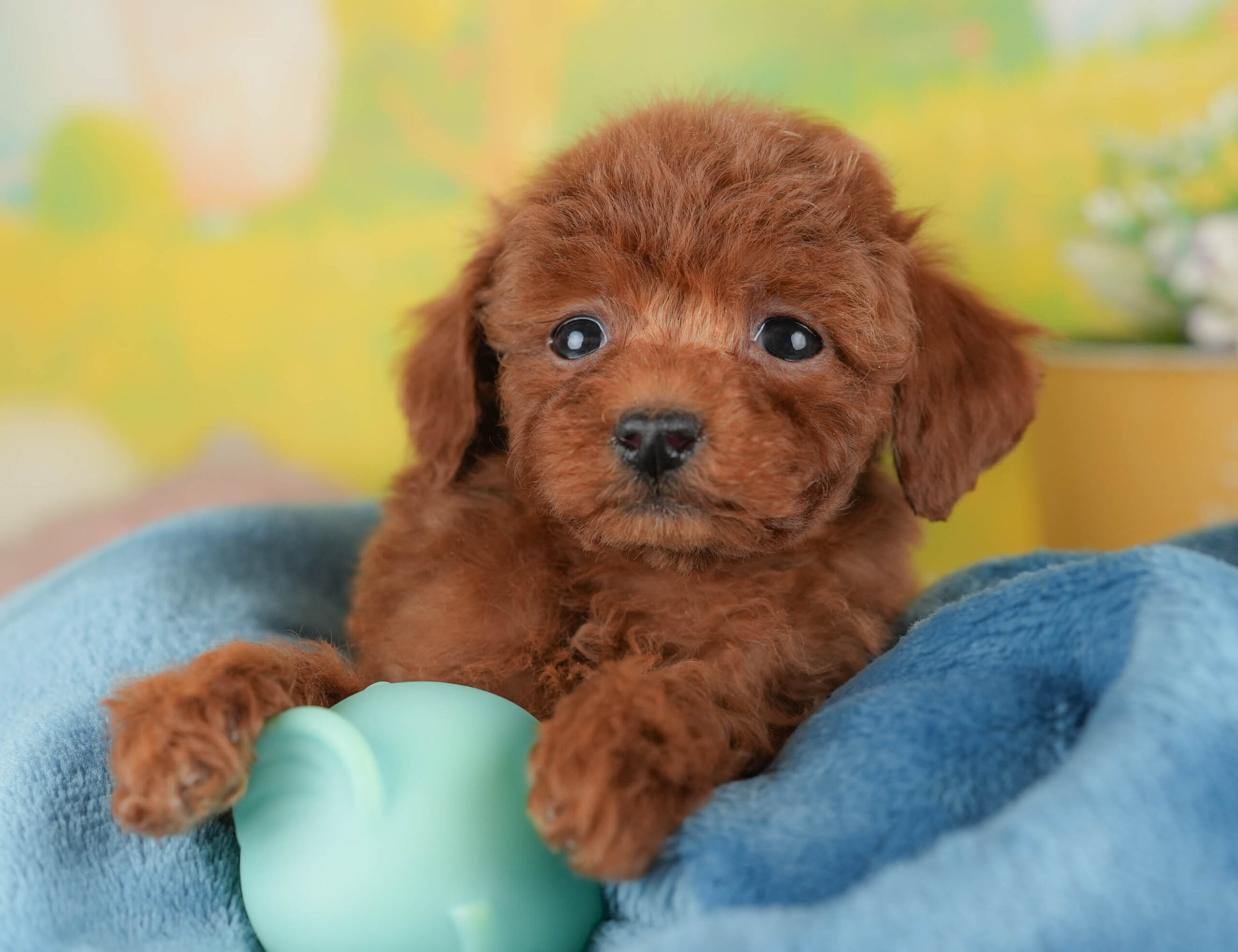 タイニー・プードル | 女の子 | レッド | 2025年12月17日