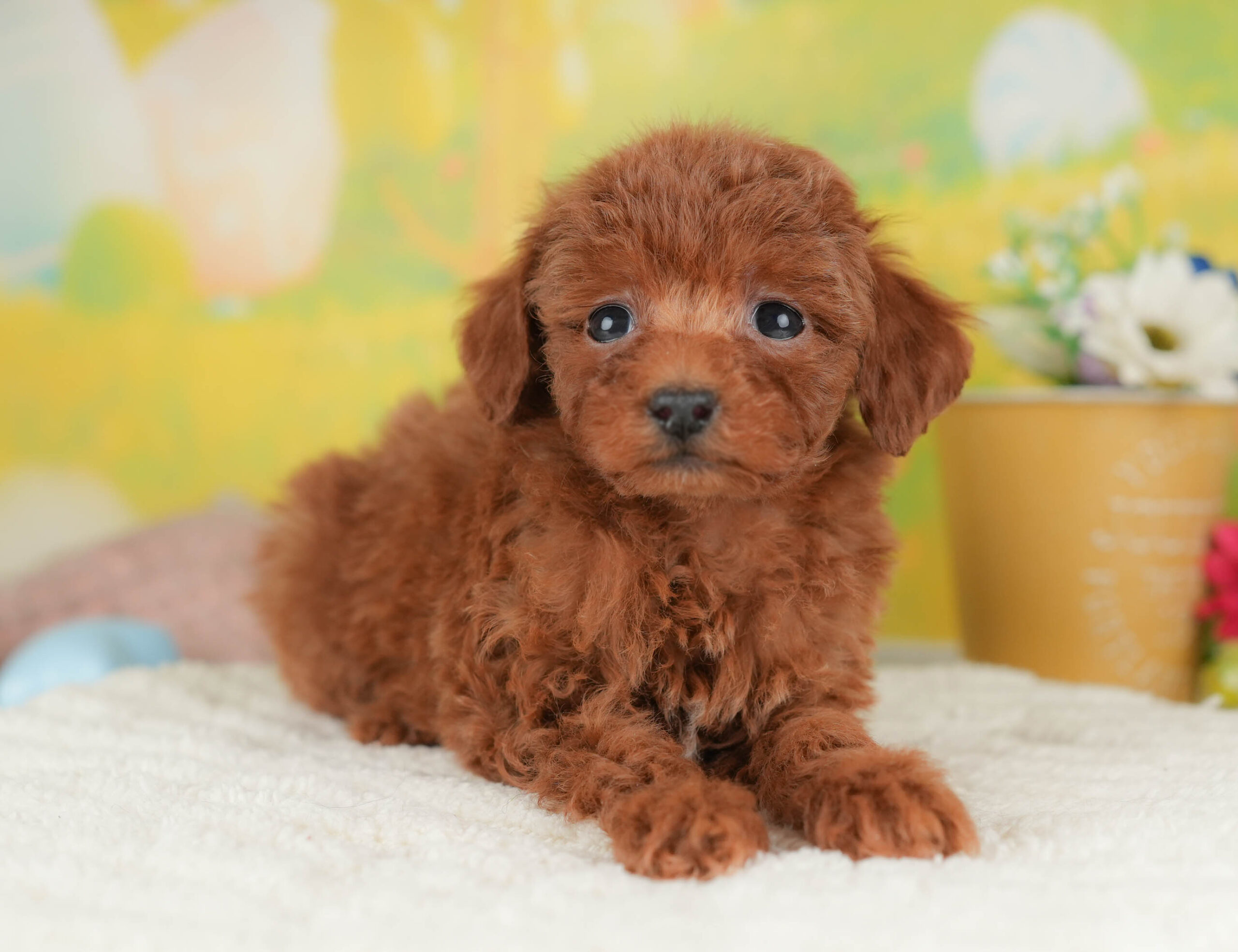 タイニー・プードル | 女の子 | レッド | 2025年12月17日
