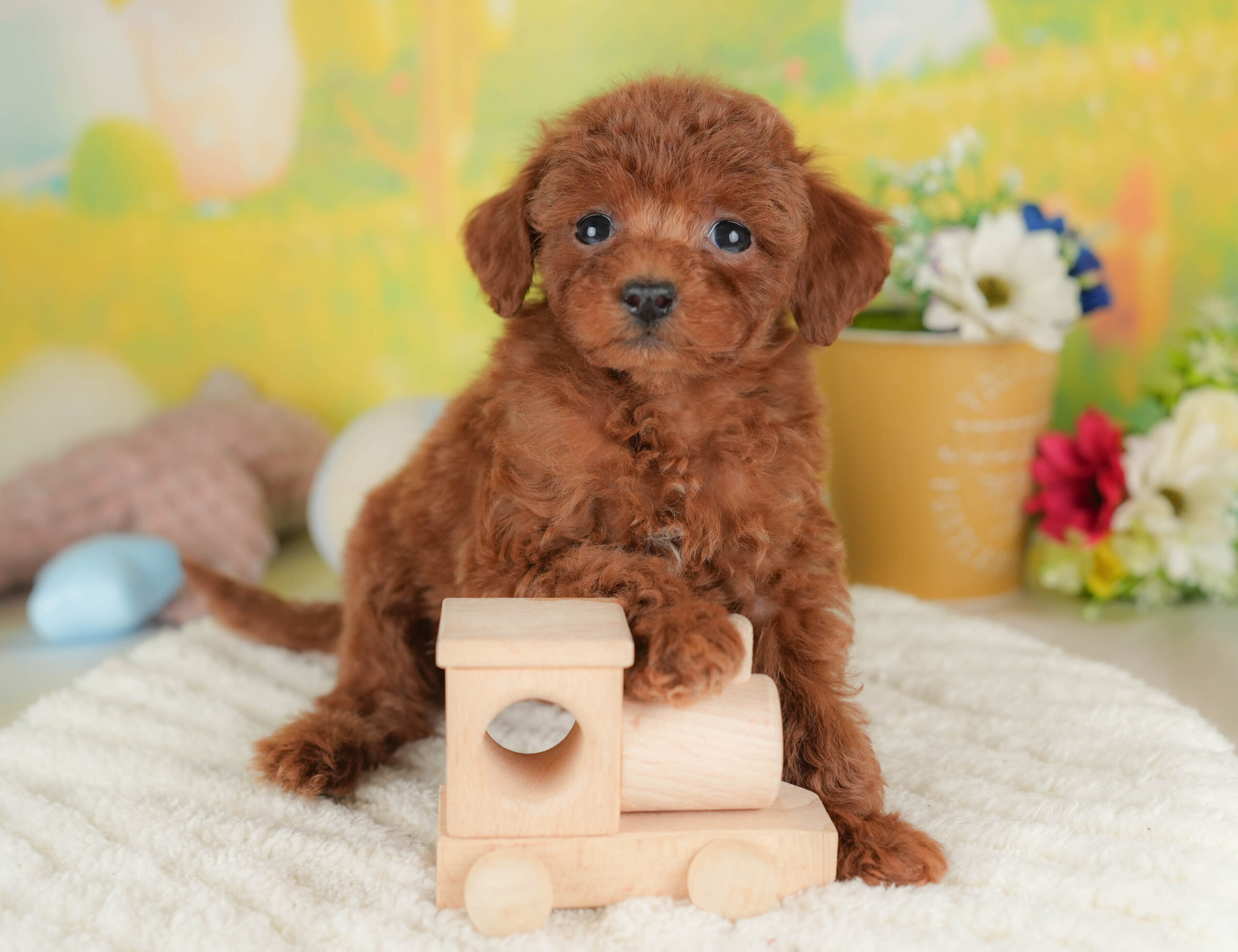 タイニー・プードル | 女の子 | レッド | 2025年12月17日