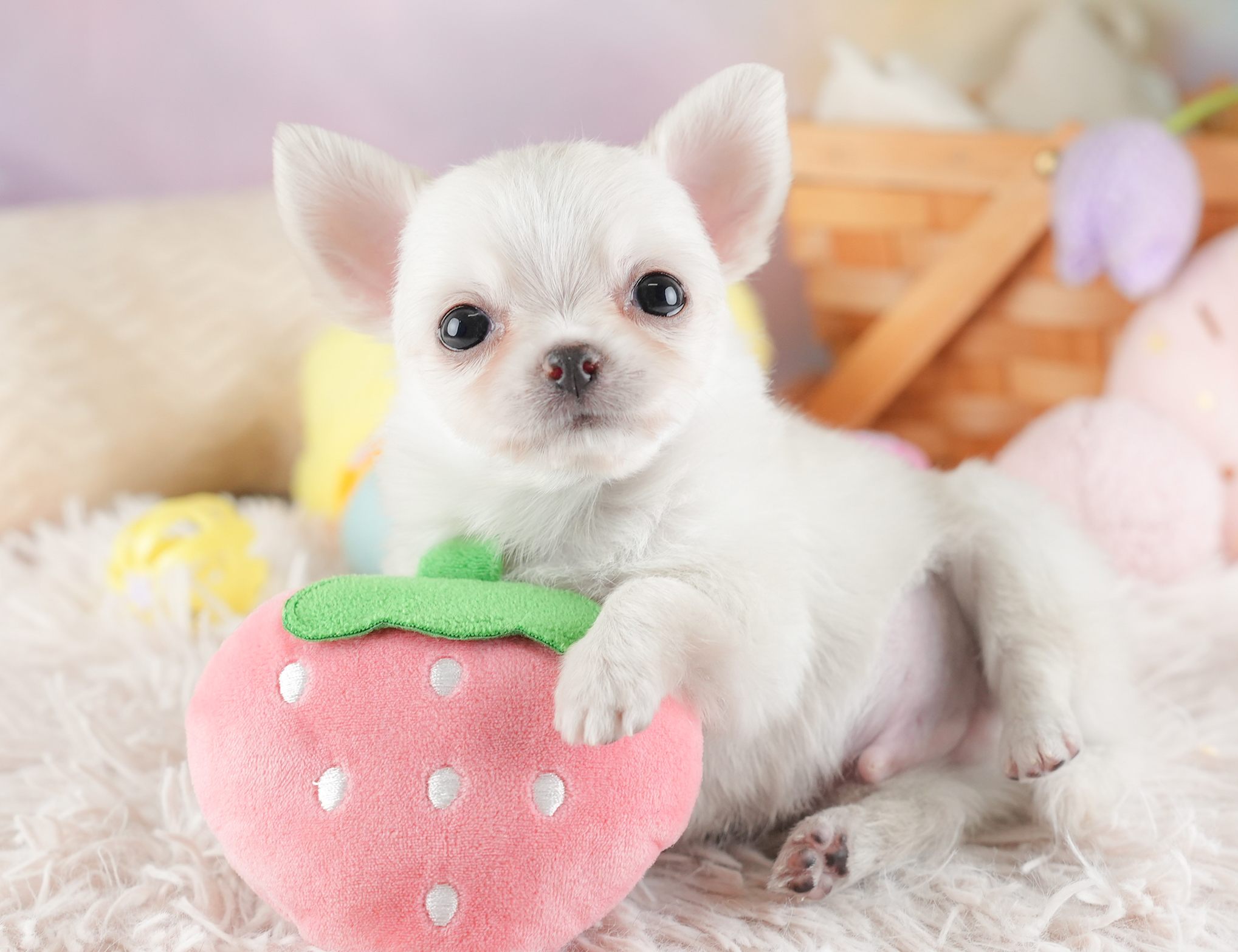 チワワ(ロング) | 男の子 | クリーム | 2025年12月18日