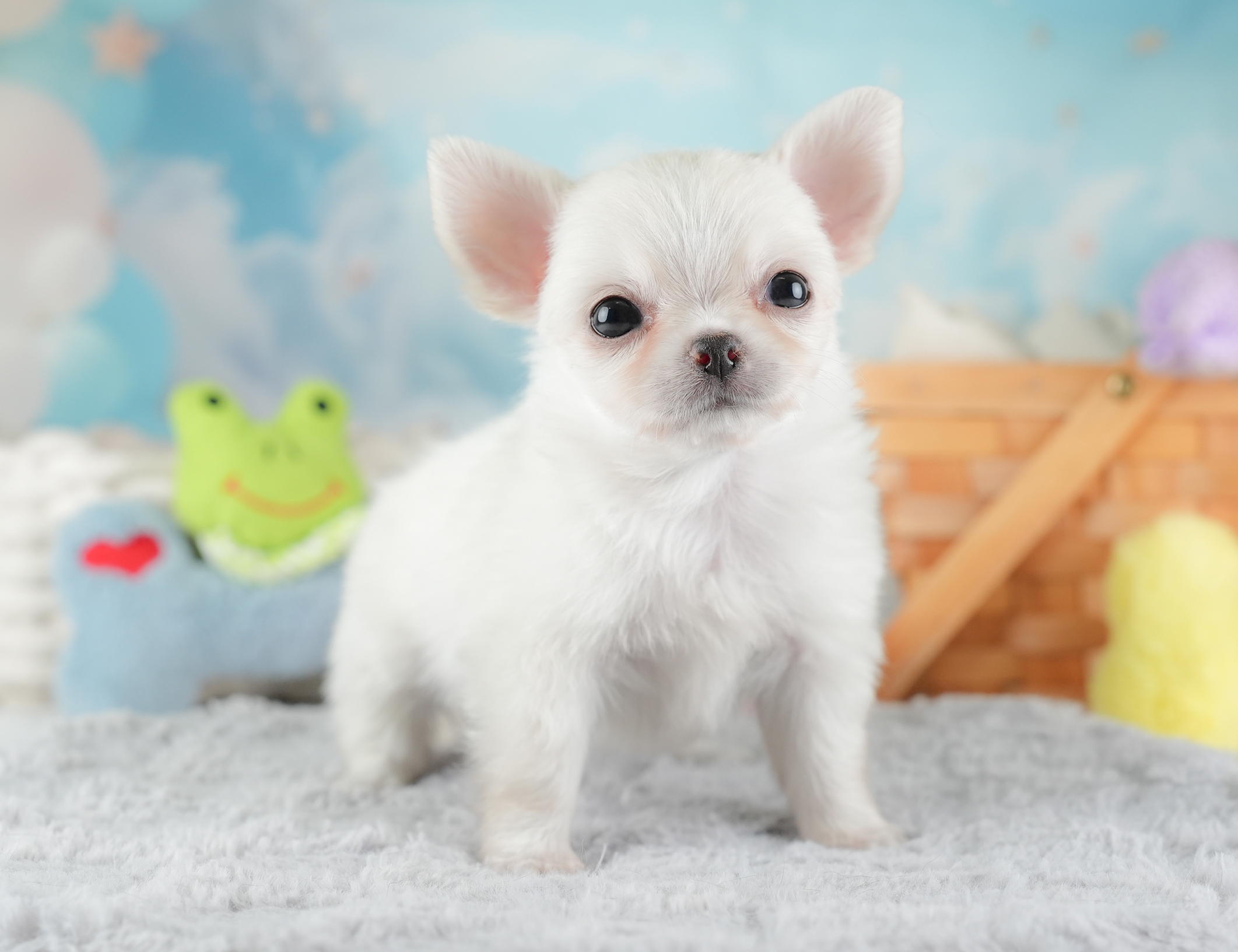 チワワ(ロング) | 男の子 | クリーム | 2025年12月18日