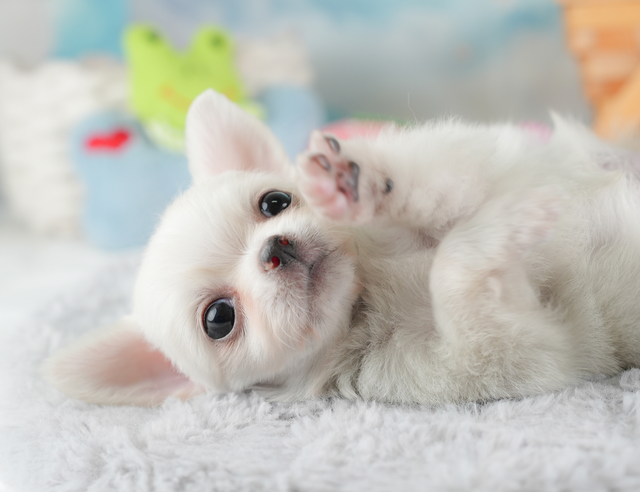 チワワ(ロング) | 男の子 | クリーム | 2025年12月18日