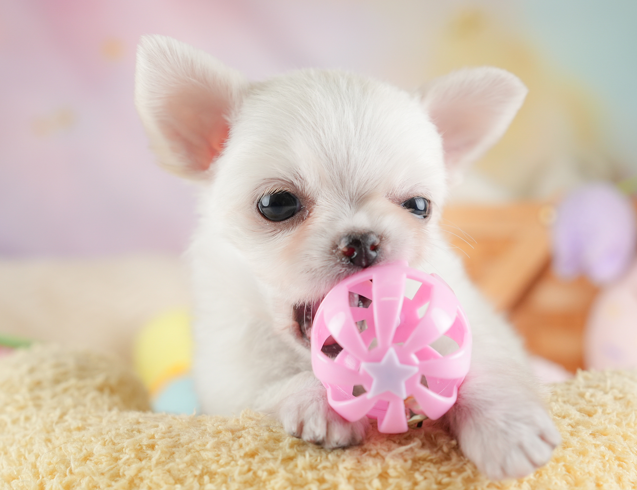 チワワ(ロング) | 男の子 | クリーム | 2025年12月18日