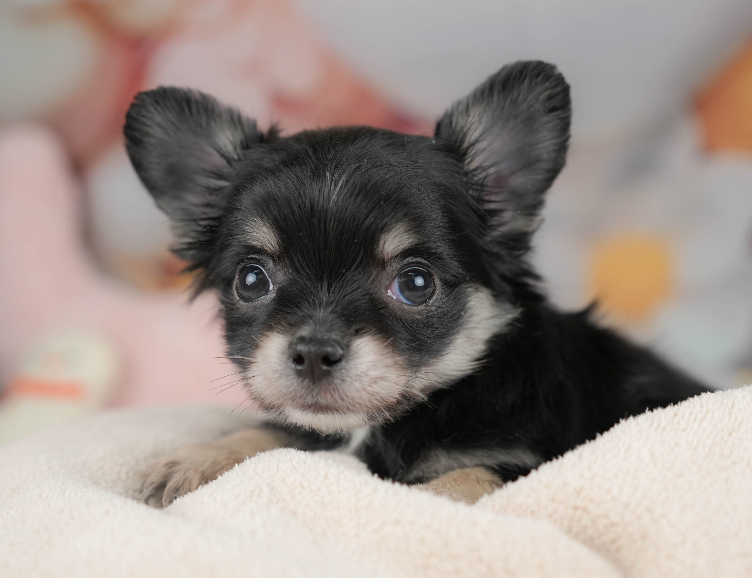 チワワ(ロング) | 男の子 | ブラックタン＆ホワイト | 2025年12月18日