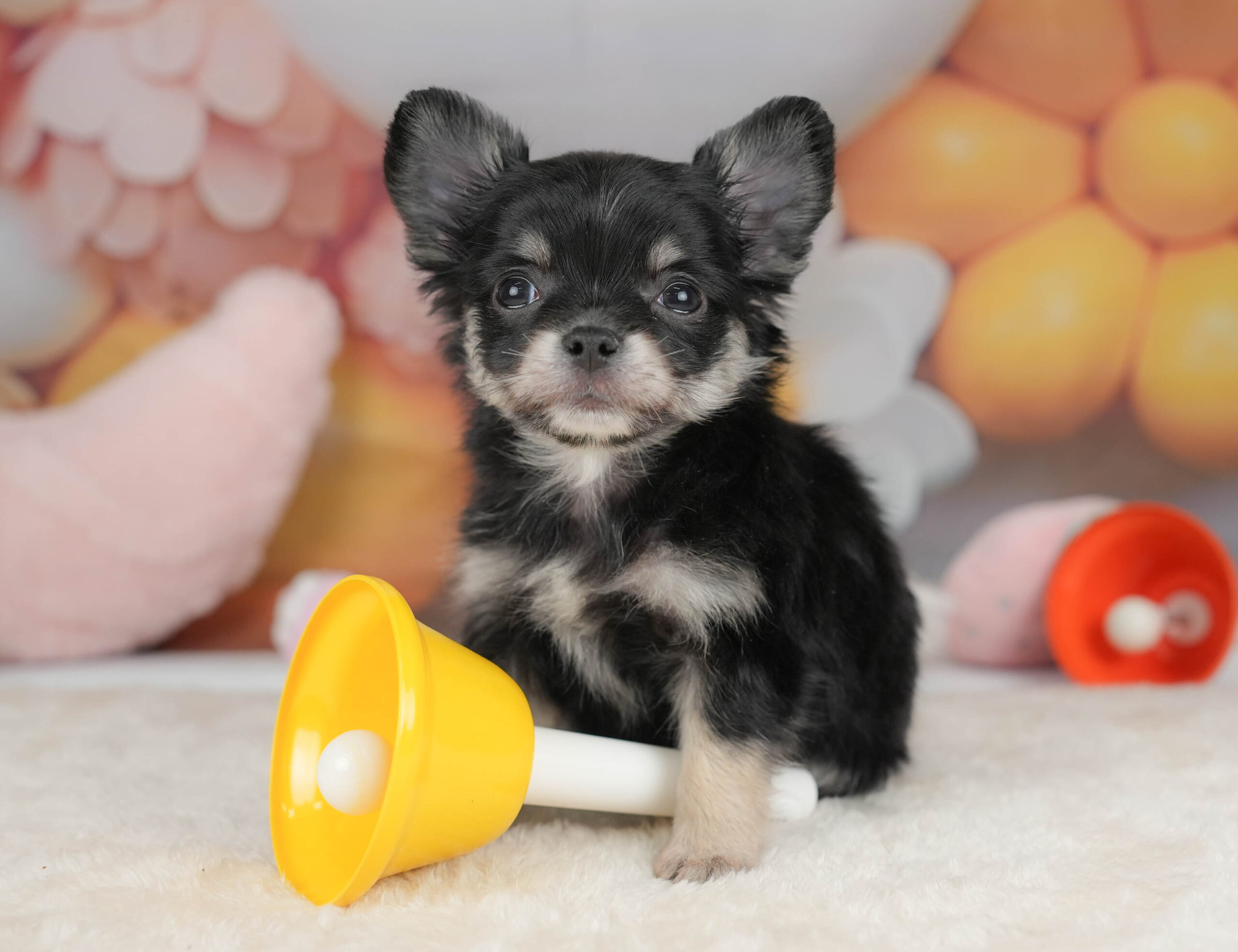 チワワ(ロング) | 男の子 | ブラックタン＆ホワイト | 2025年12月18日