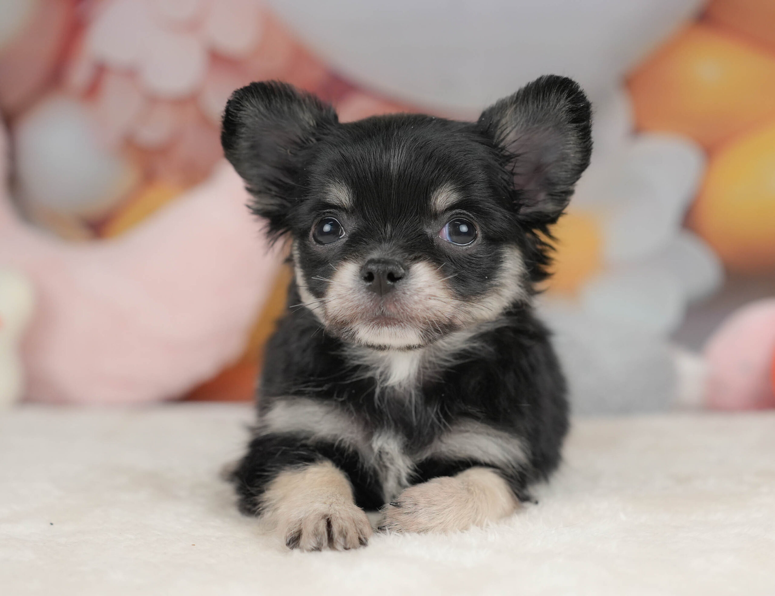 チワワ(ロング) | 男の子 | ブラックタン＆ホワイト | 2025年12月18日