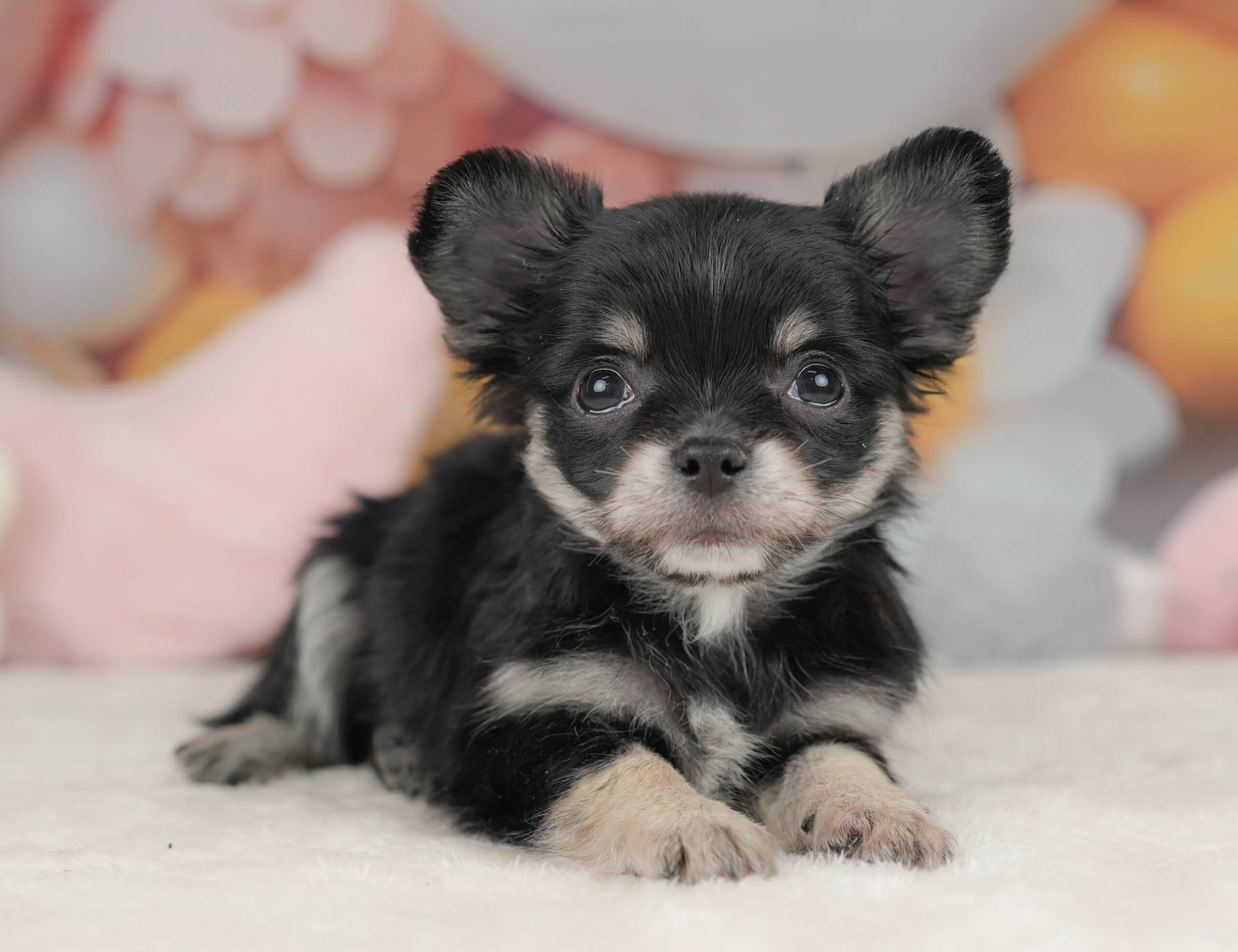 チワワ(ロング) | 男の子 | ブラックタン＆ホワイト | 2025年12月18日