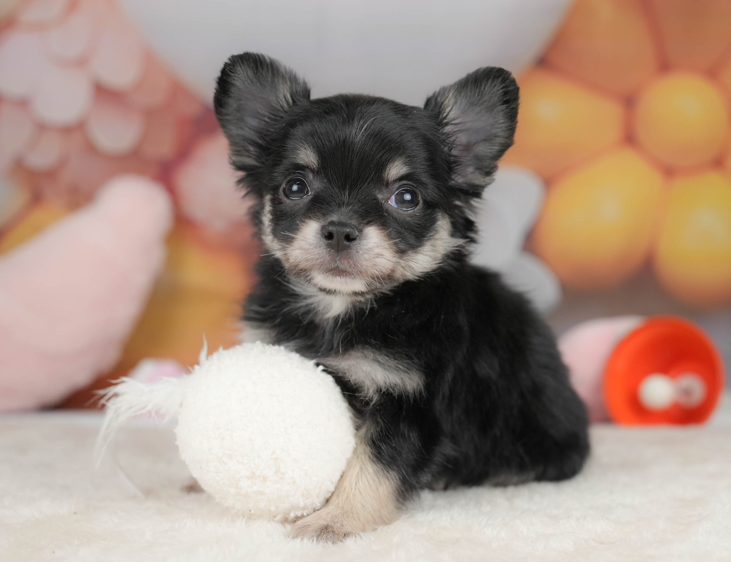 チワワ(ロング) | 男の子 | ブラックタン＆ホワイト | 2025年12月18日
