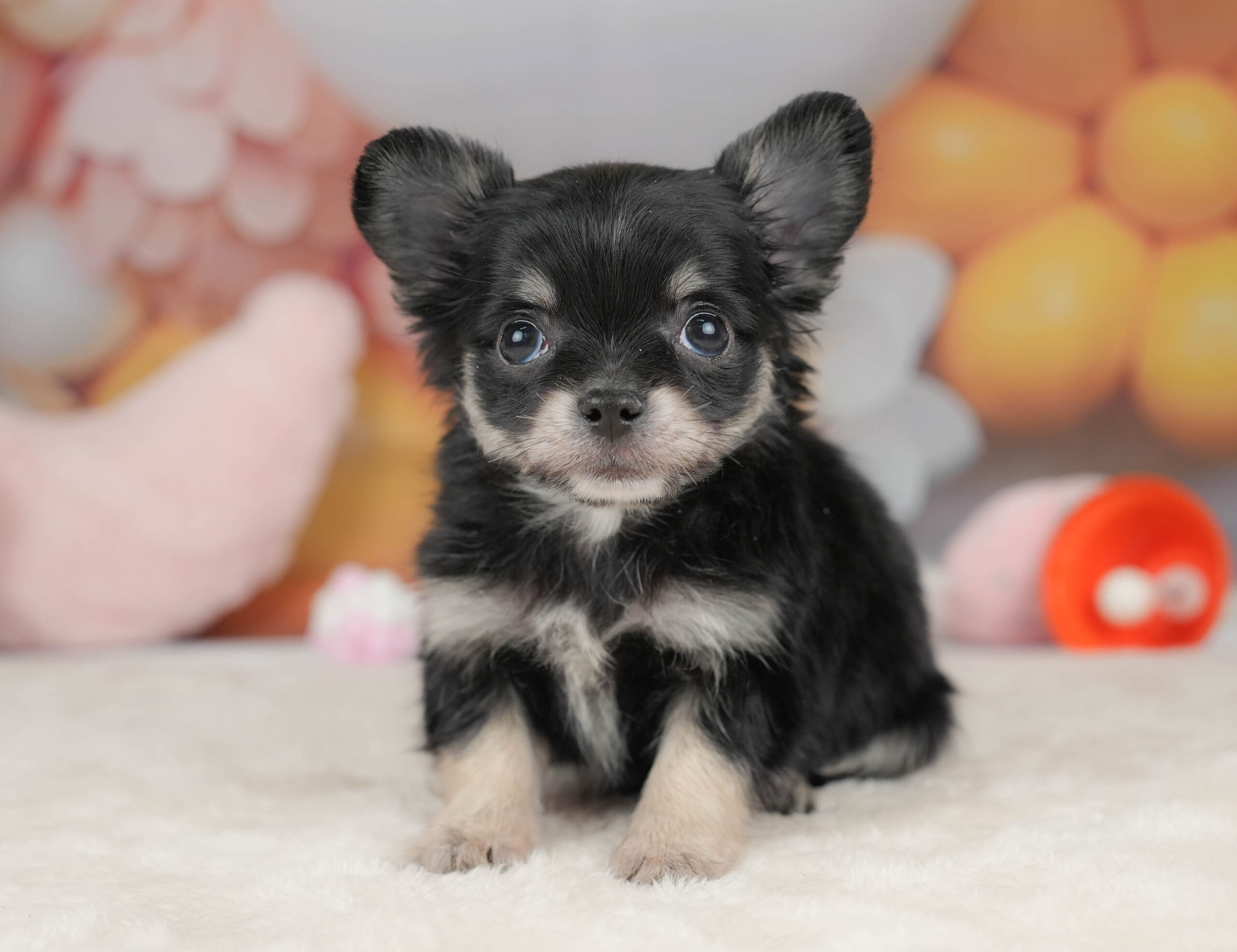 チワワ(ロング) | 男の子 | ブラックタン＆ホワイト | 2025年12月18日