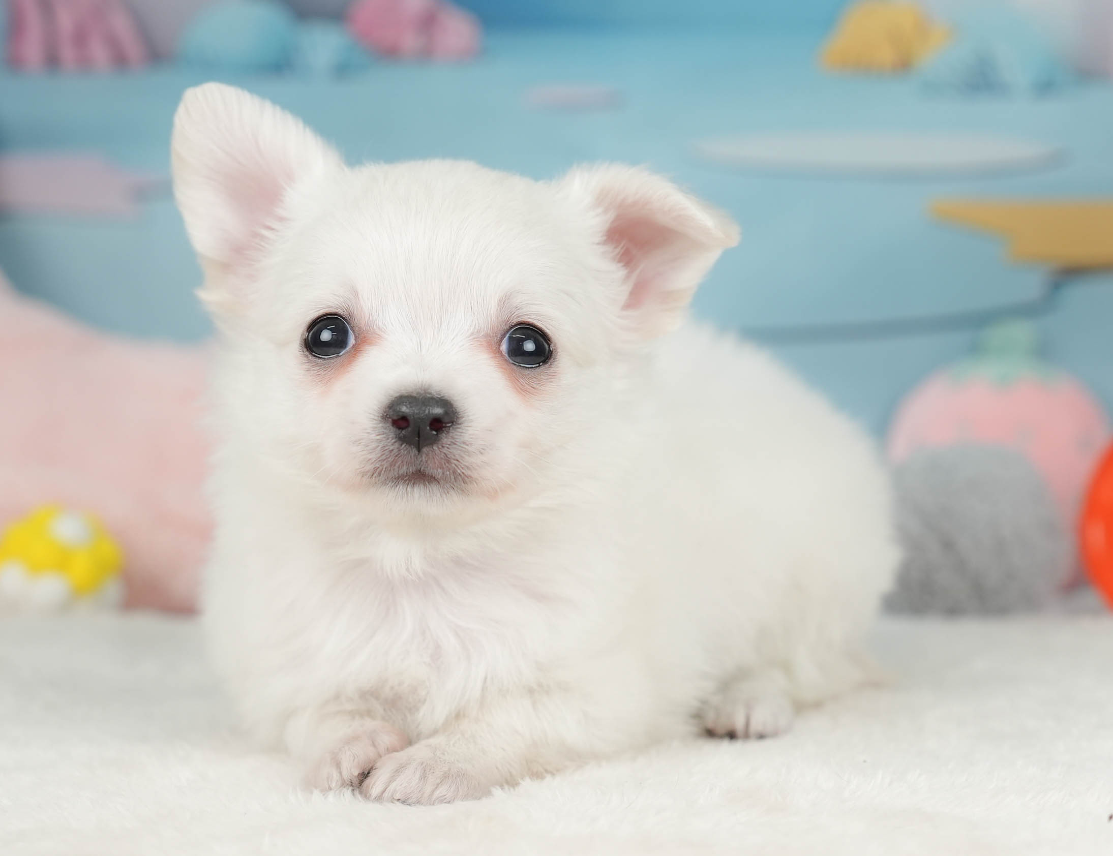 チワワ(ロング) | 男の子 | ホワイト | 2025年12月18日