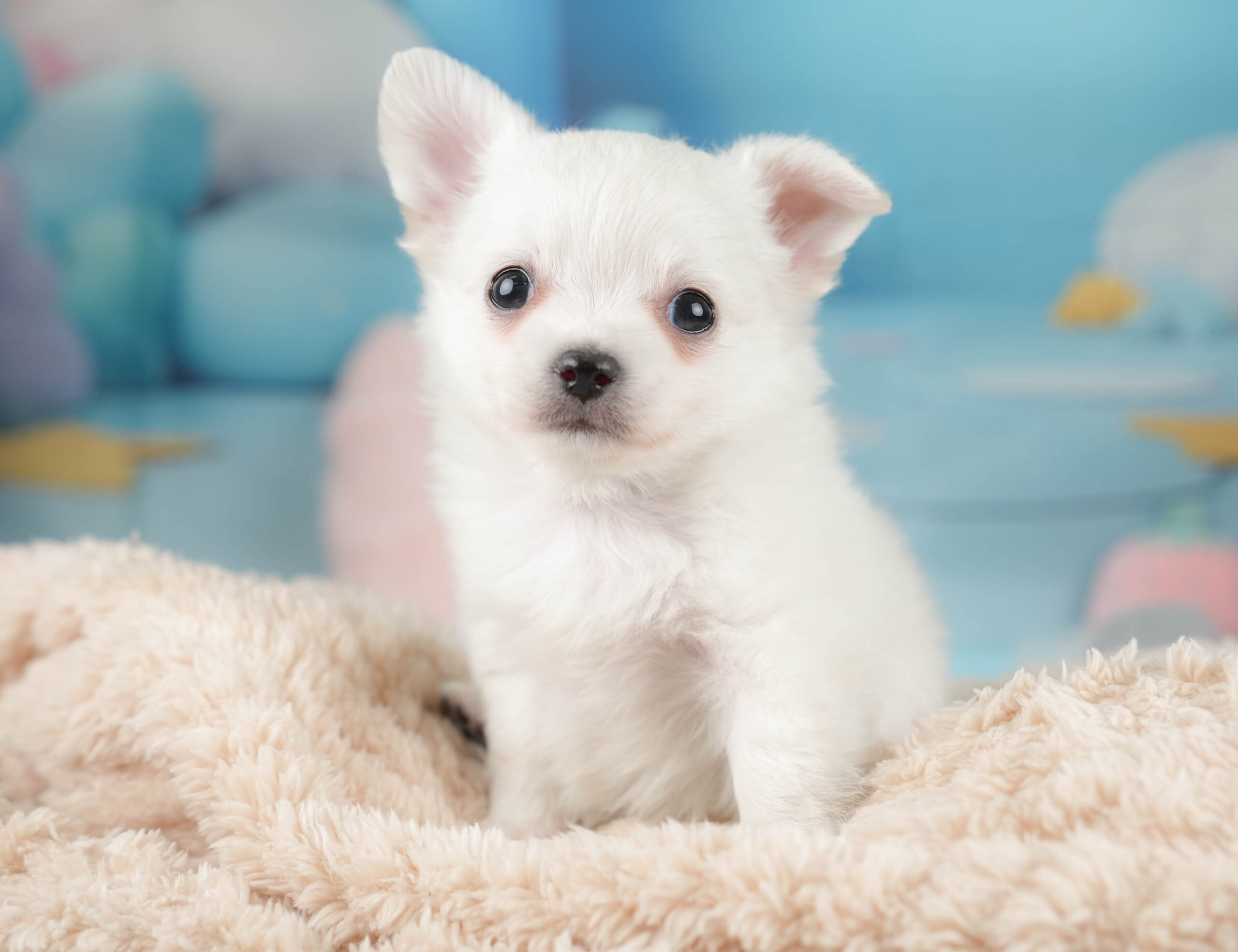 チワワ(ロング) | 男の子 | ホワイト | 2025年12月18日