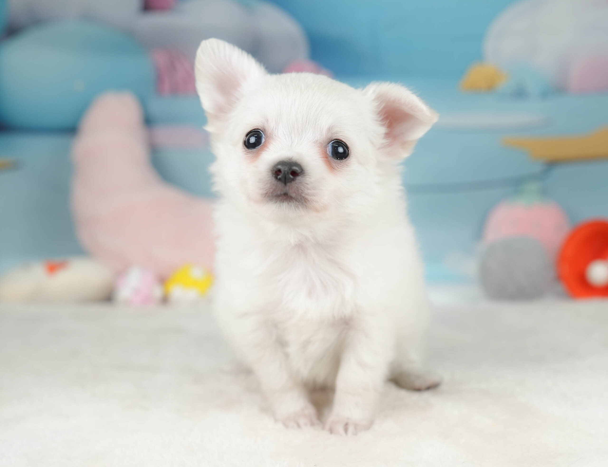 チワワ(ロング) | 男の子 | ホワイト | 2025年12月18日