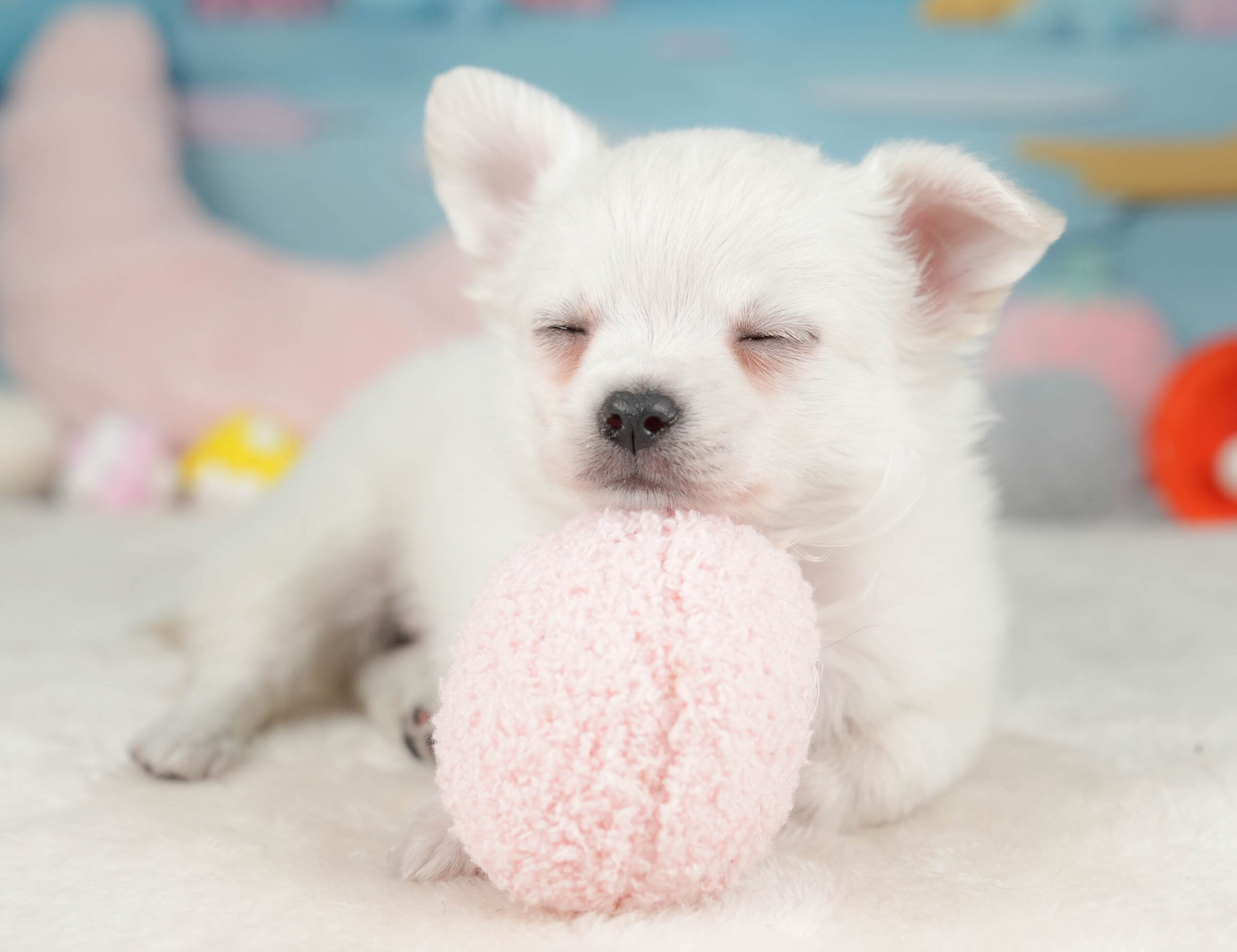 チワワ(ロング) | 男の子 | ホワイト | 2025年12月18日