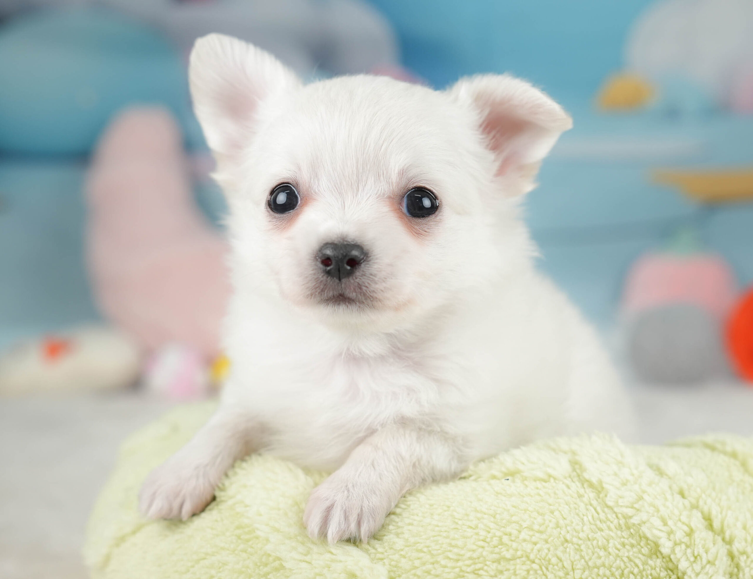 チワワ(ロング) | 男の子 | ホワイト | 2025年12月18日