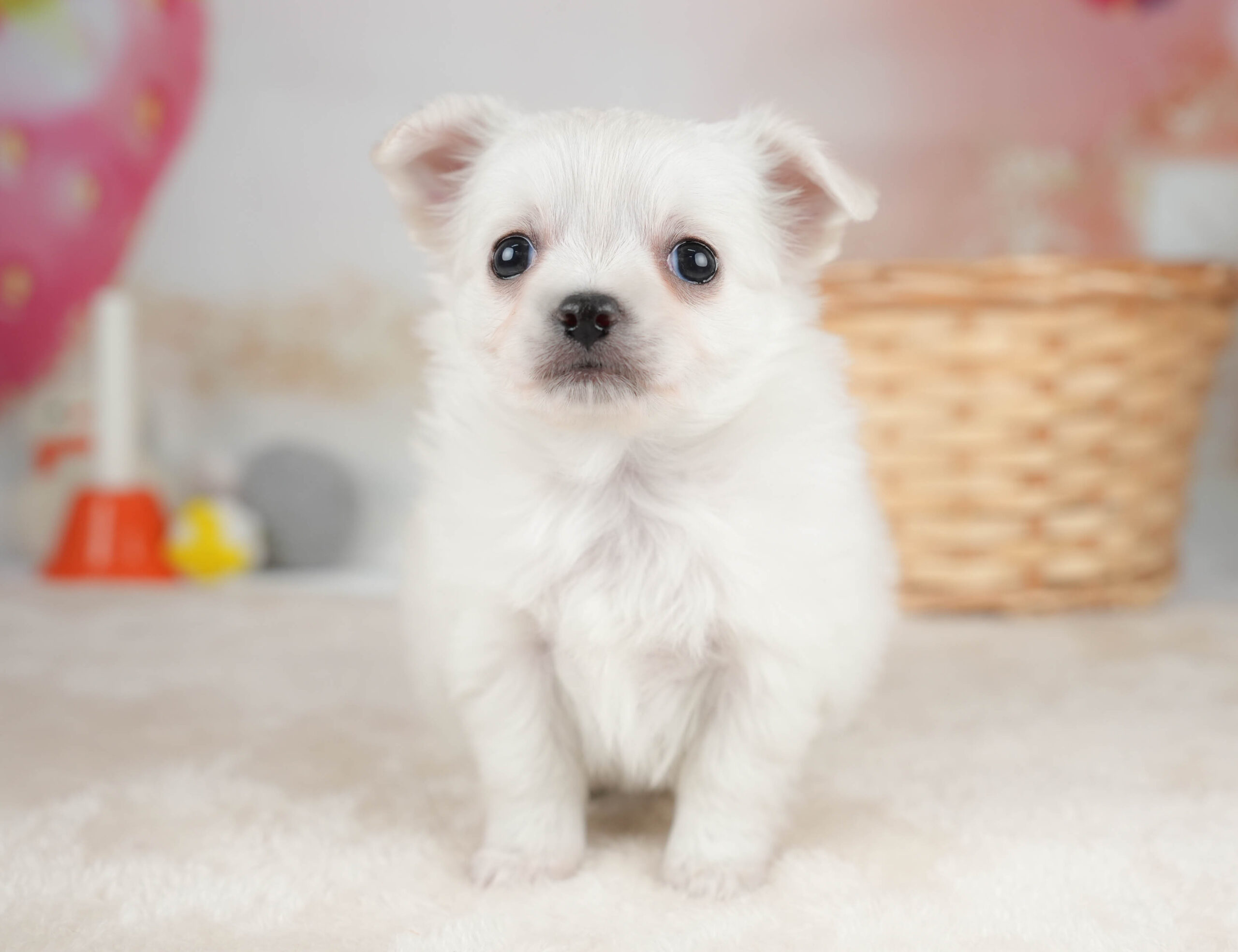チワワ(ロング) | 女の子 | ホワイト | 2025年12月18日