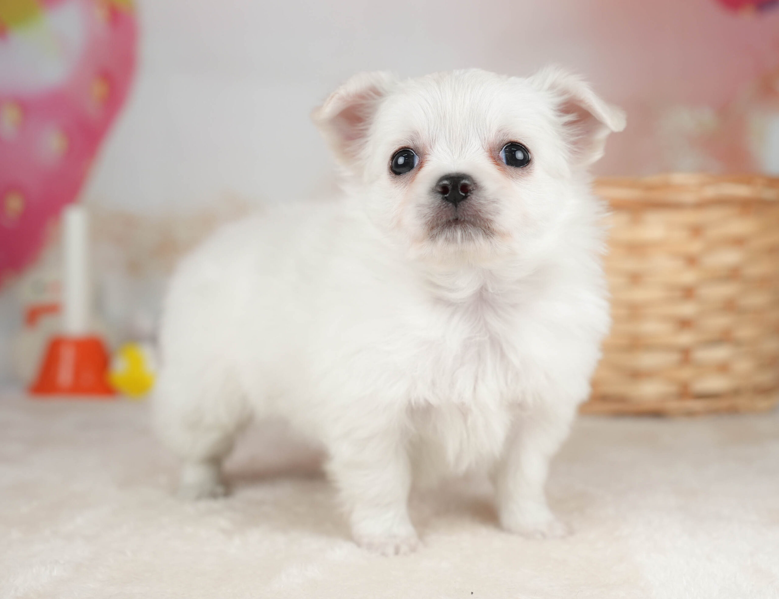チワワ(ロング) | 女の子 | ホワイト | 2025年12月18日
