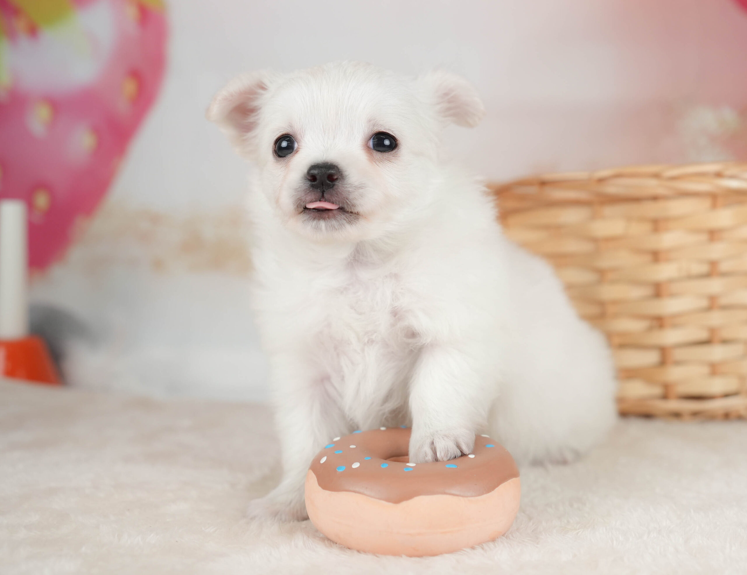 チワワ(ロング) | 女の子 | ホワイト | 2025年12月18日