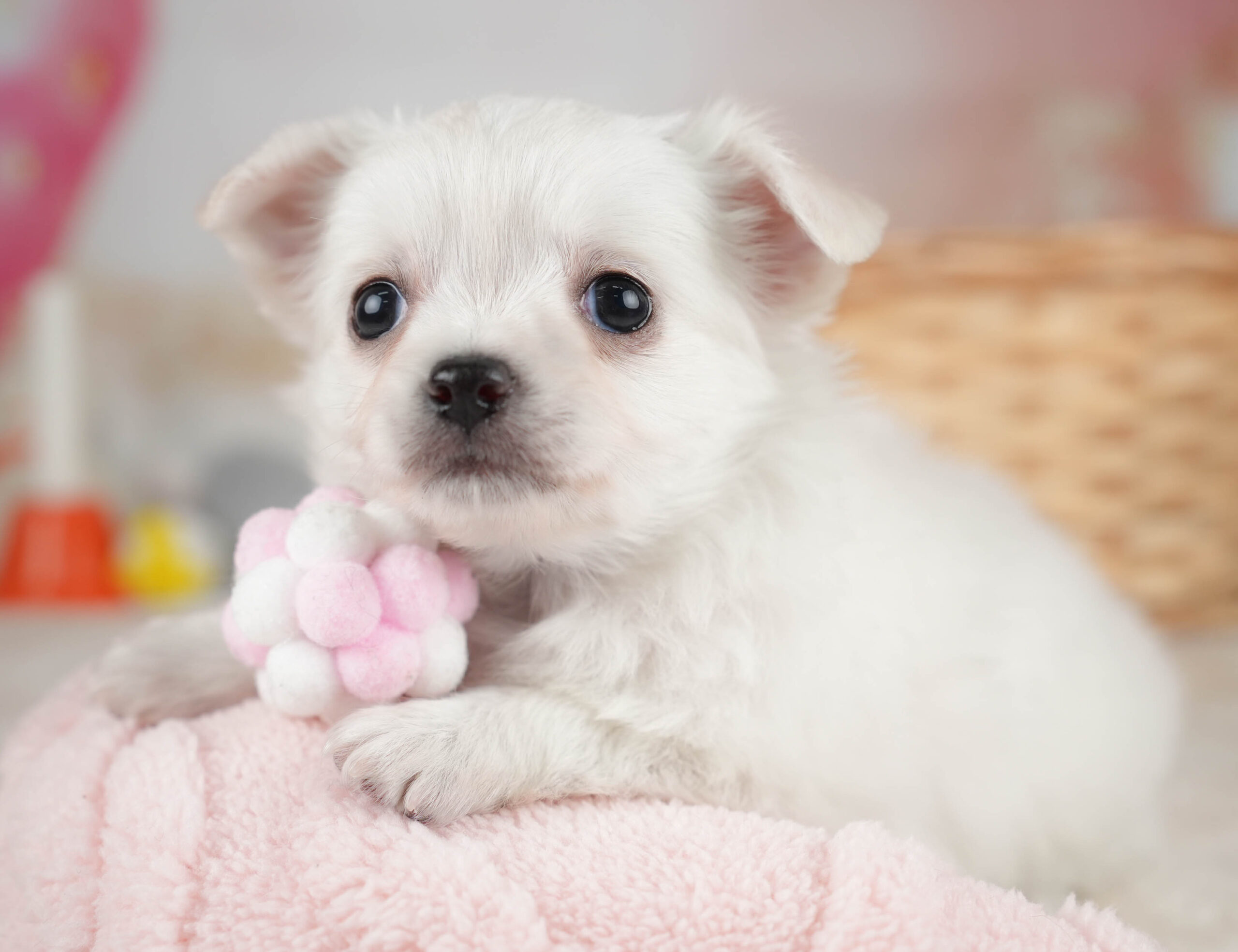 チワワ(ロング) | 女の子 | ホワイト | 2025年12月18日