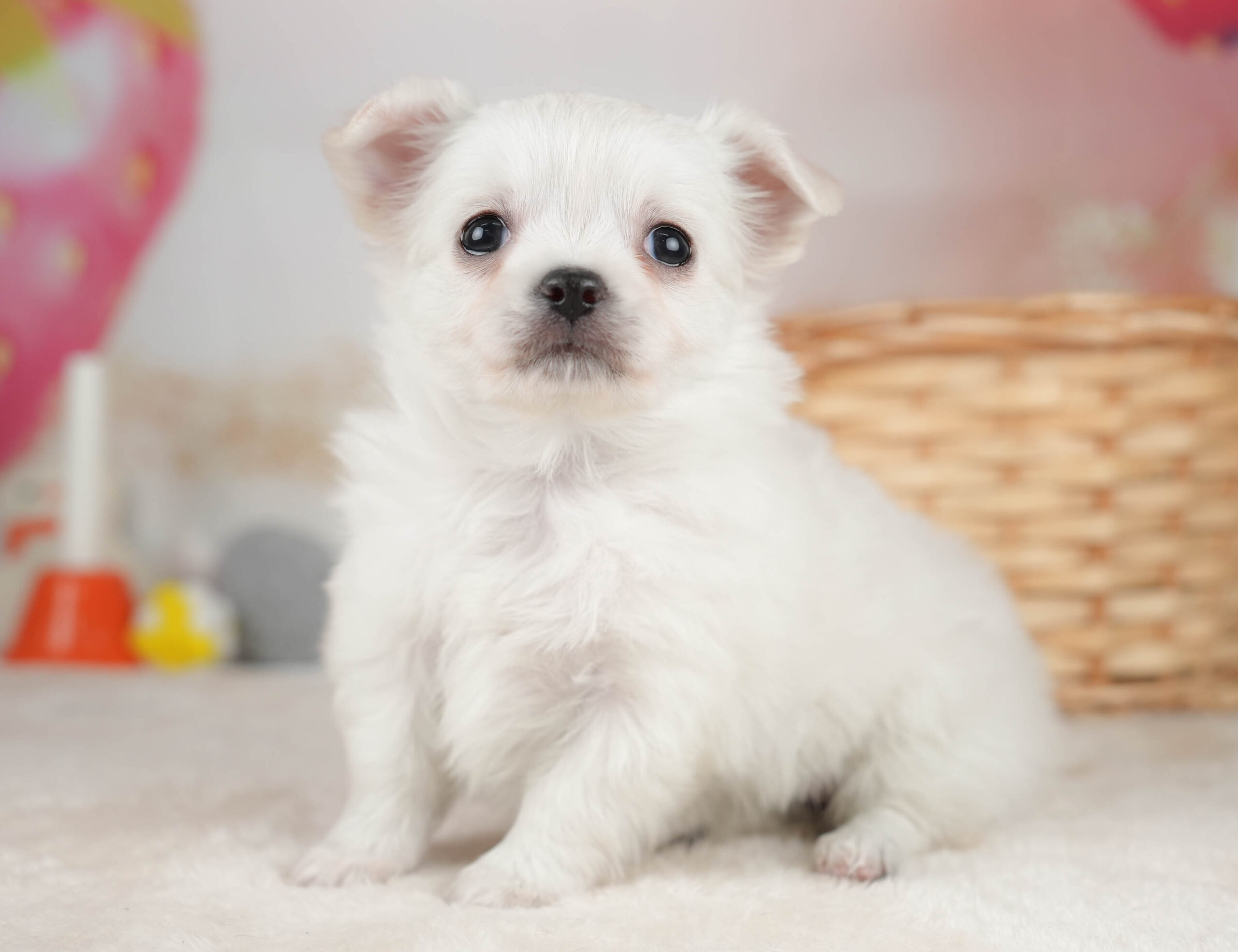 チワワ(ロング) | 女の子 | ホワイト | 2025年12月18日