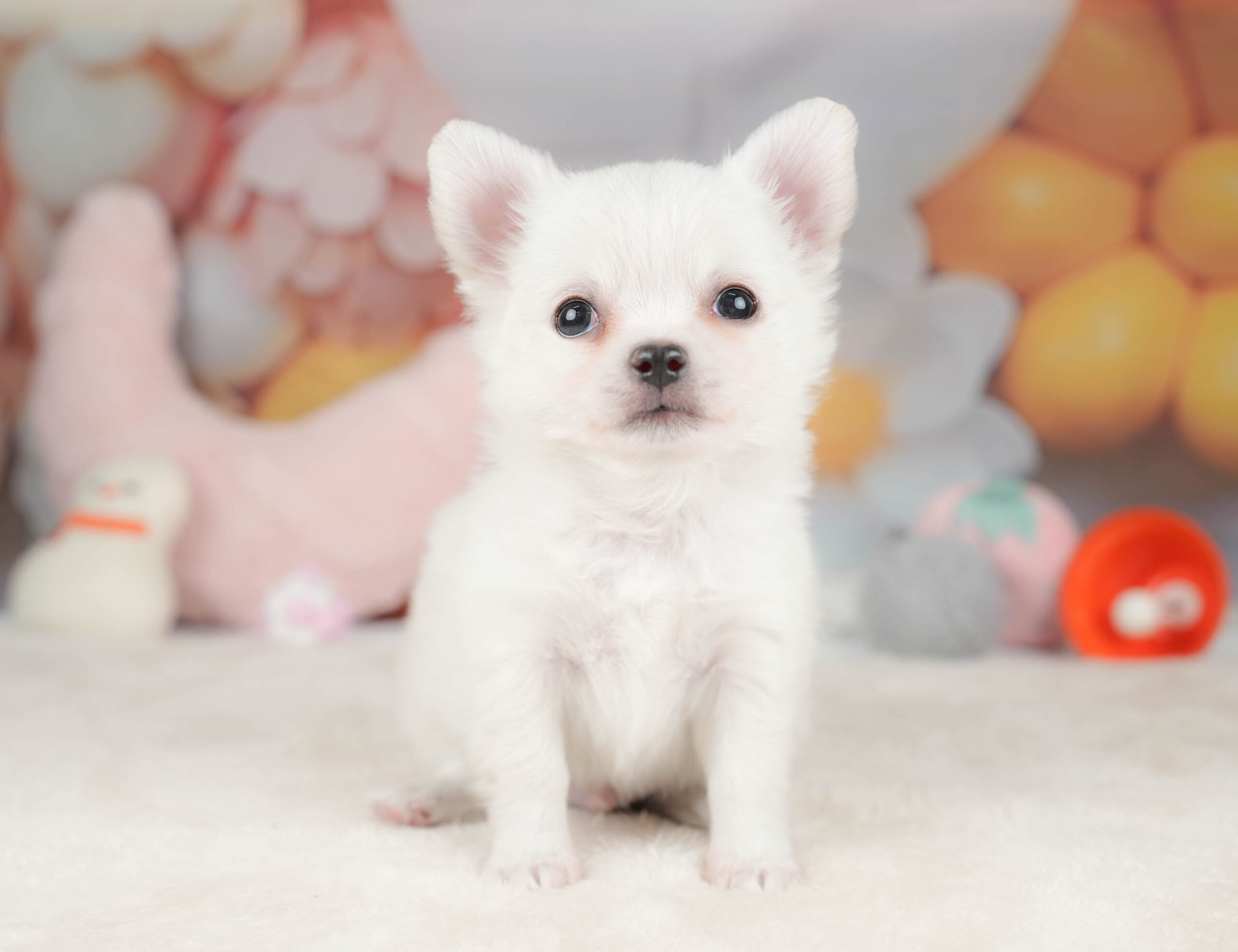 チワワ(ロング) | 男の子 | ホワイト | 2025年12月18日