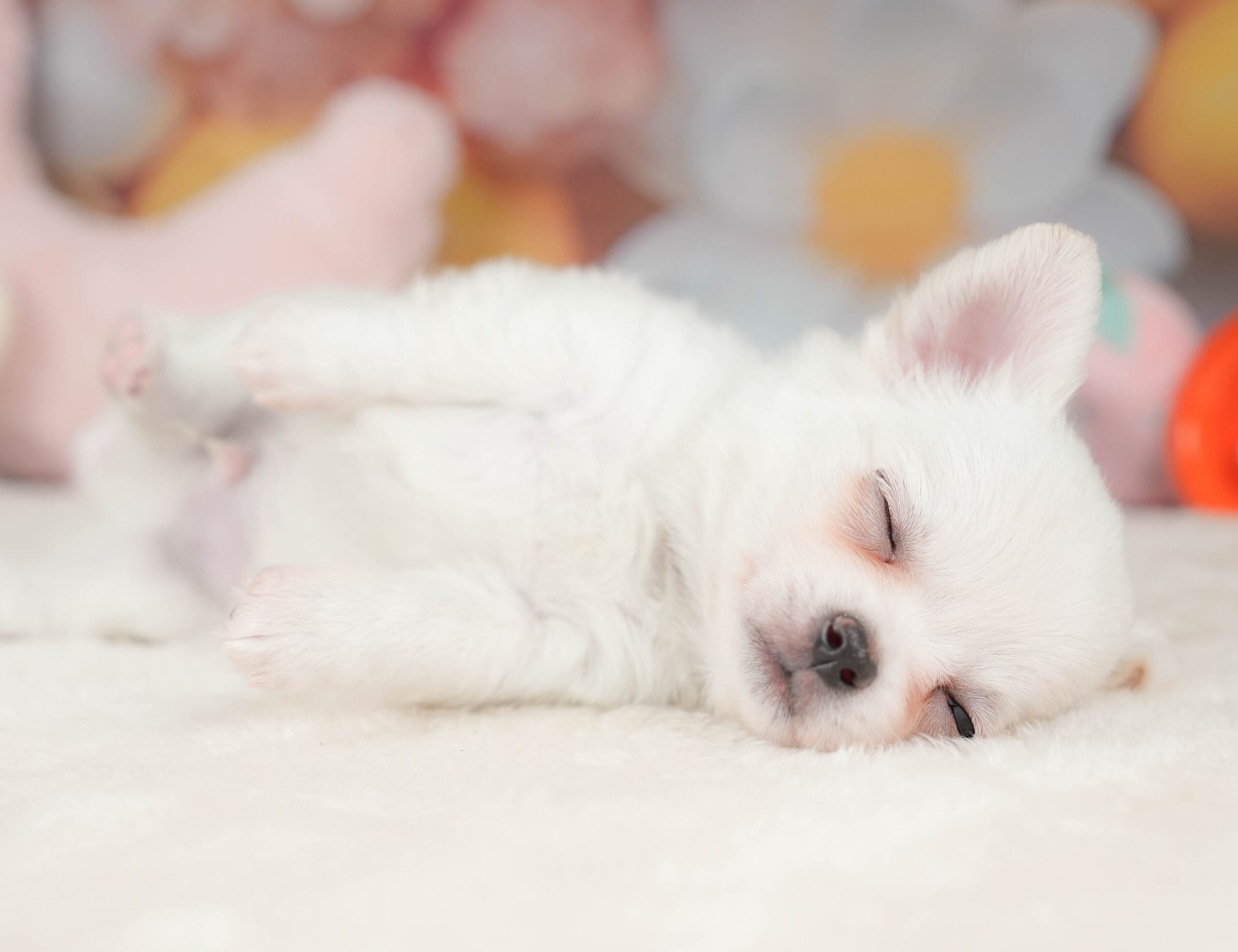 チワワ(ロング) | 男の子 | ホワイト | 2025年12月18日