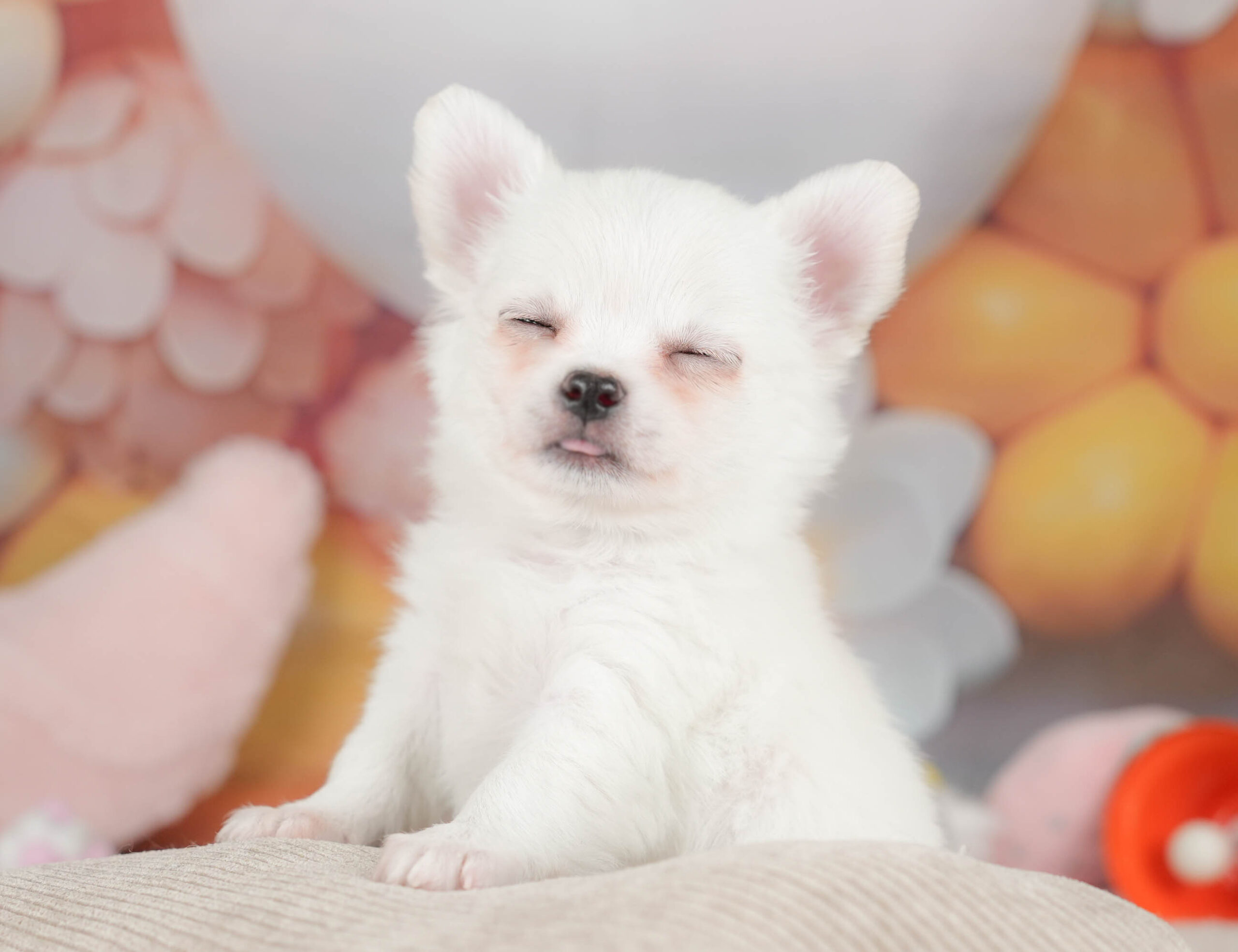 チワワ(ロング) | 男の子 | ホワイト | 2025年12月18日