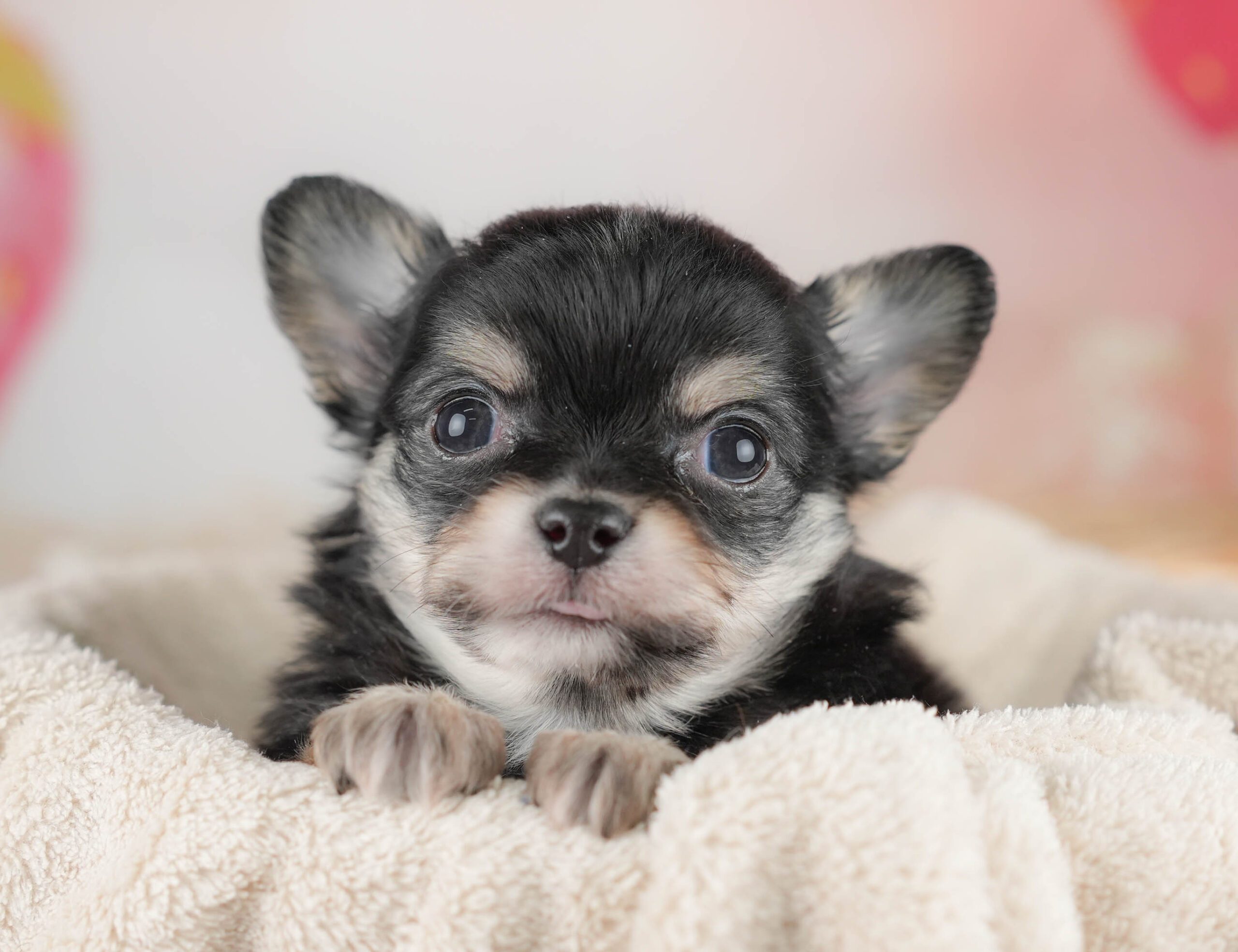 チワワ(ロング) | 女の子 | ブラックタン＆ホワイト | 2025年12月18日