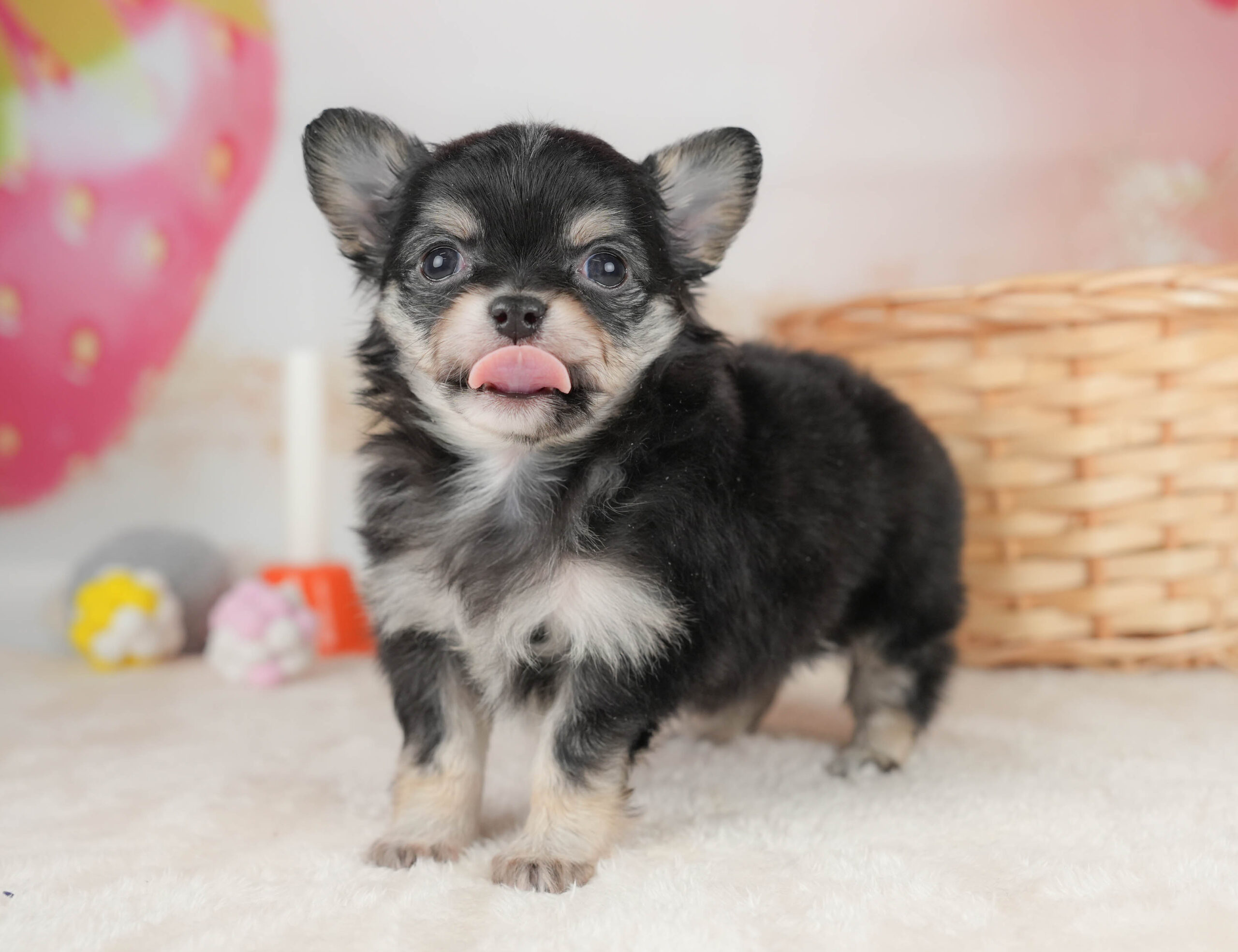 チワワ(ロング) | 女の子 | ブラックタン&ホワイト | 2025年12月18日
