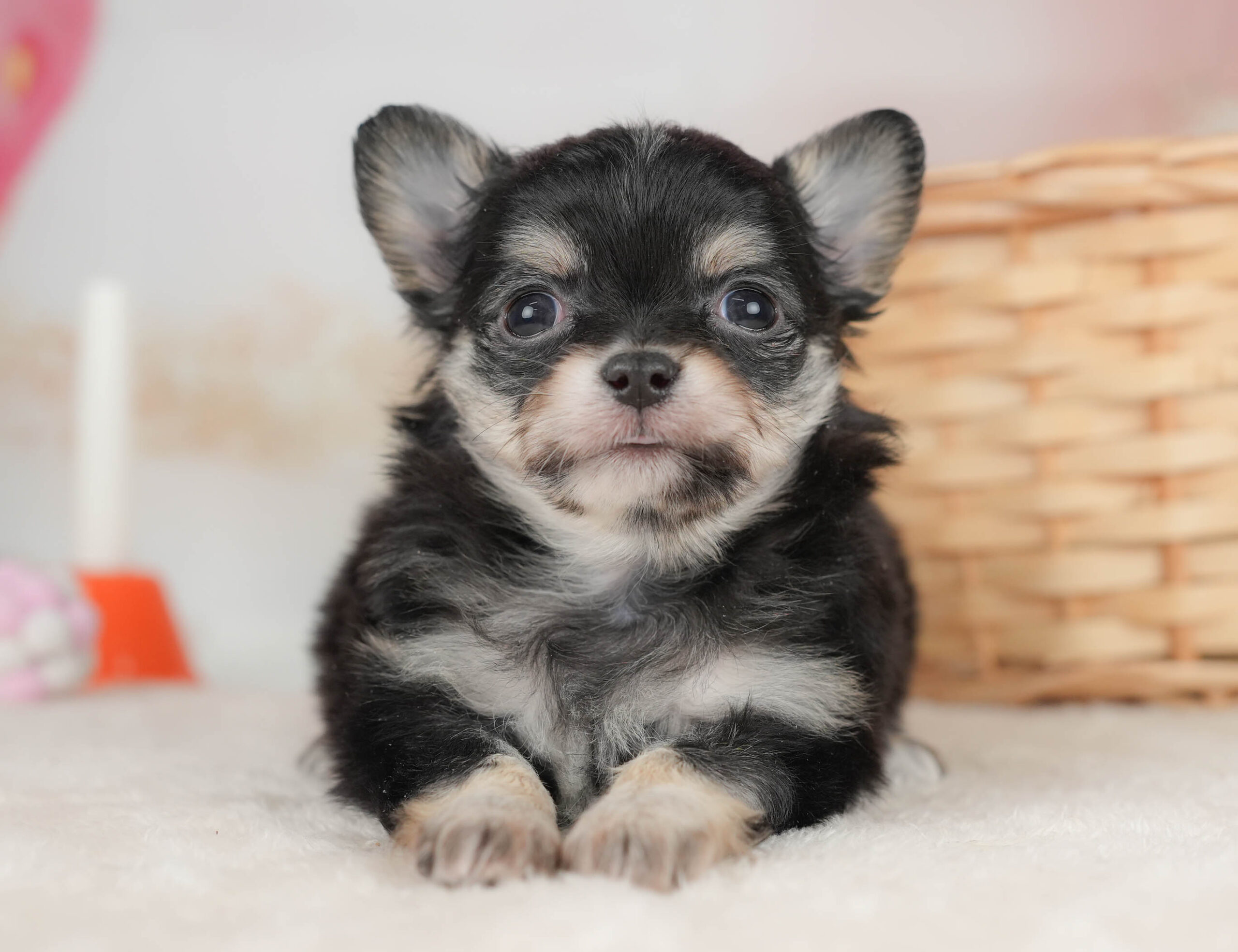チワワ(ロング) | 女の子 | ブラックタン&ホワイト | 2025年12月18日