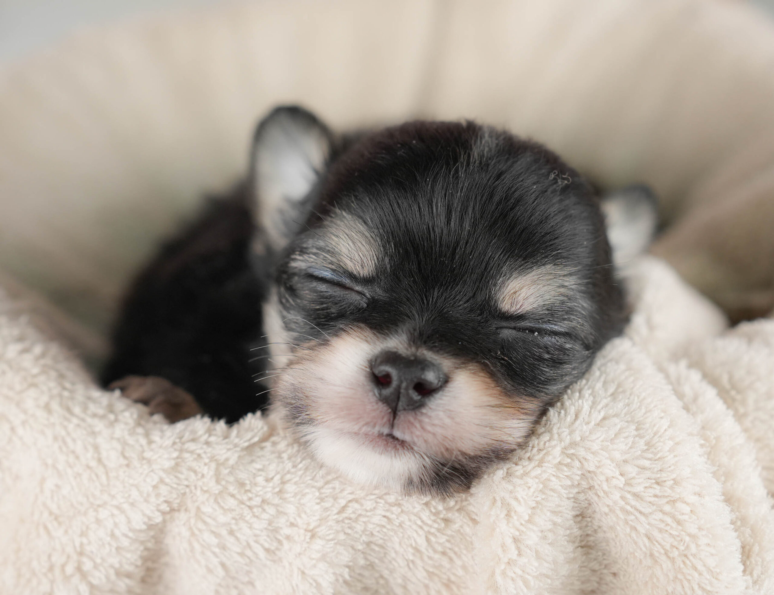 チワワ(ロング) | 女の子 | ブラックタン&ホワイト | 2025年12月18日