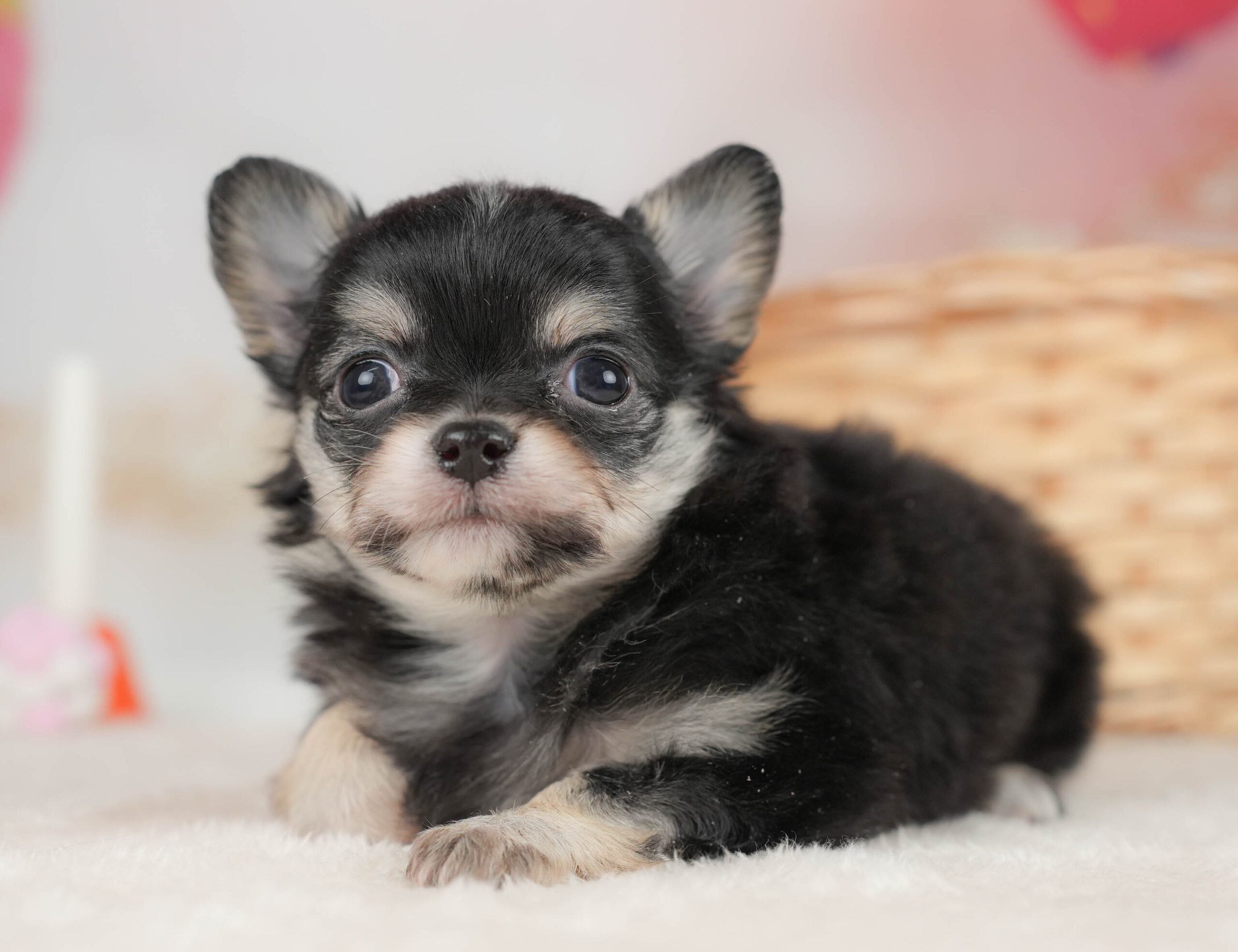 チワワ(ロング) | 女の子 | ブラックタン&ホワイト | 2025年12月18日