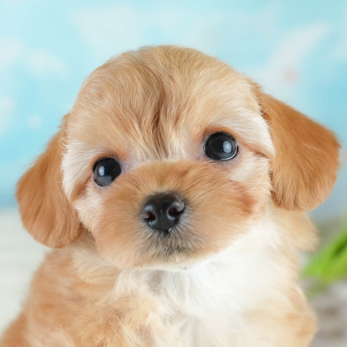 チワプー | 女の子 | アプリコット | 2025年12月20日