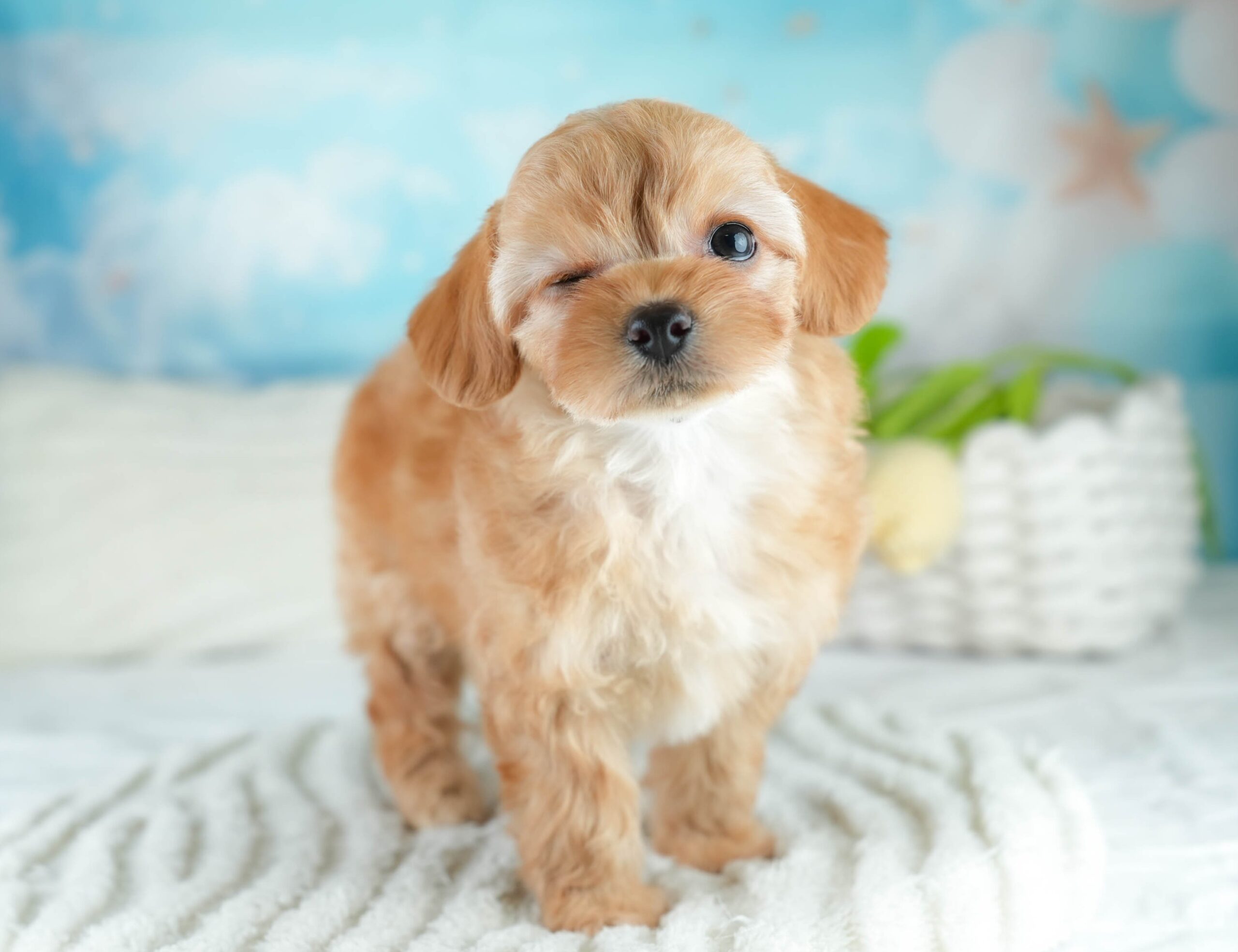 チワプー | 女の子 | アプリコット | 2025年12月20日