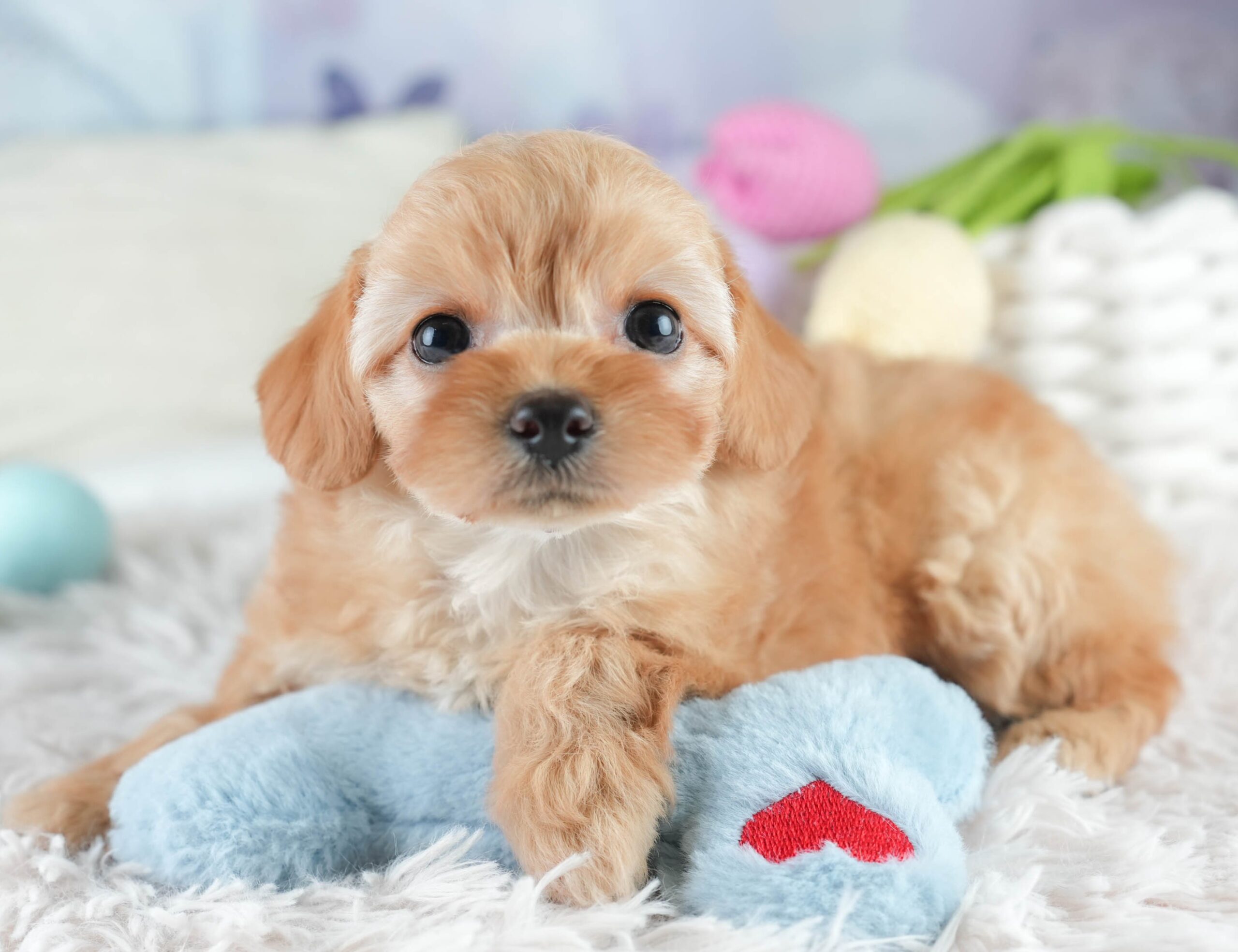 チワプー | 女の子 | アプリコット | 2025年12月20日