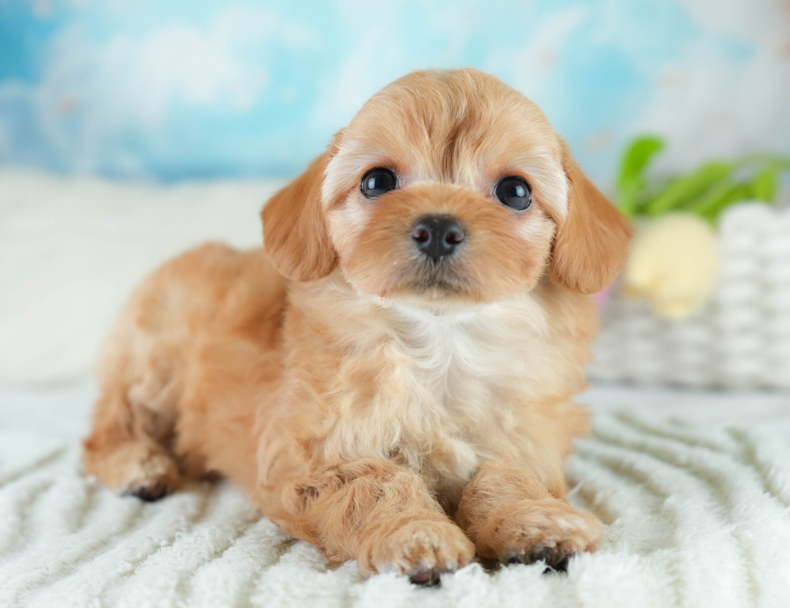 チワプー | 女の子 | アプリコット | 2025年12月20日