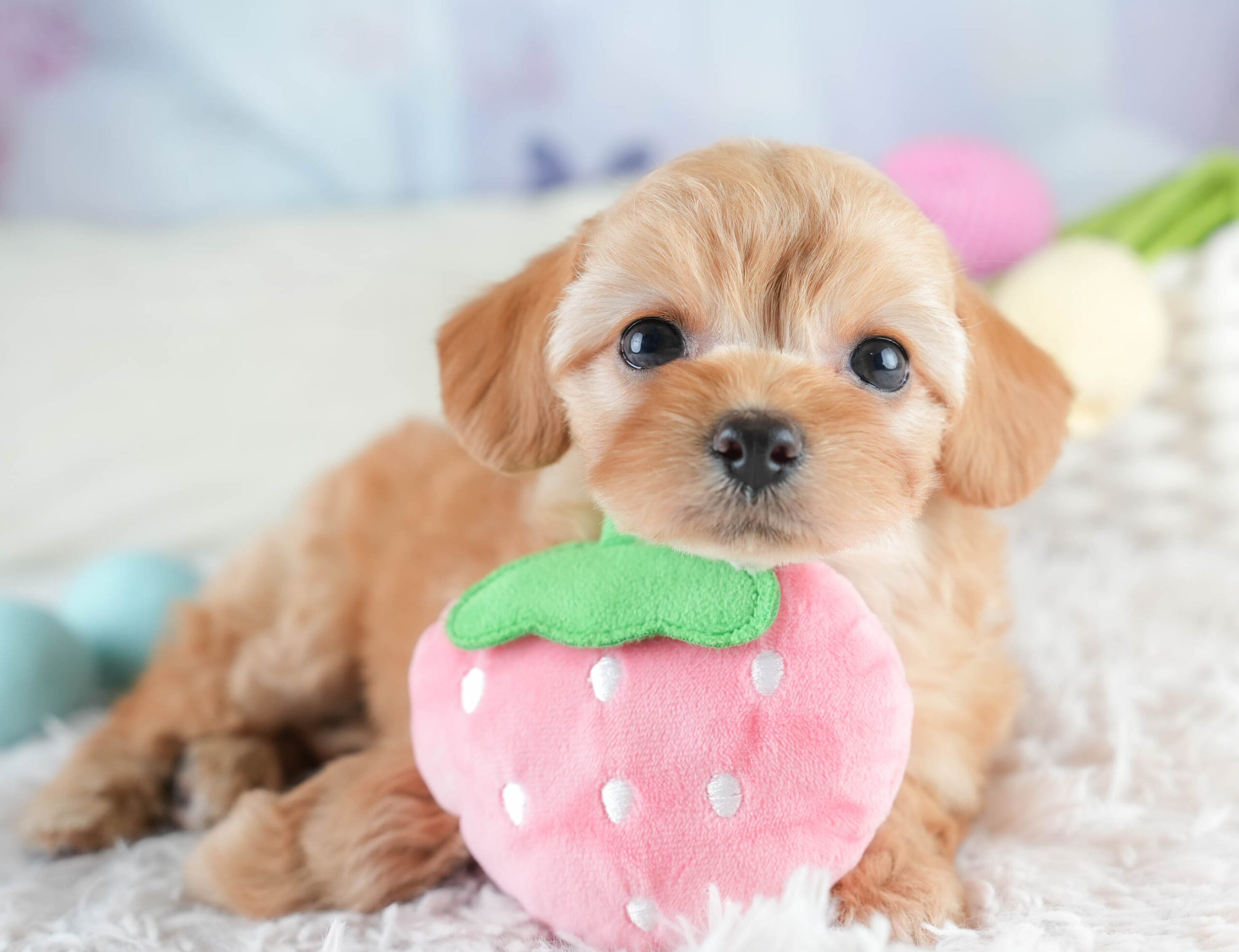 チワプー | 女の子 | アプリコット | 2025年12月20日