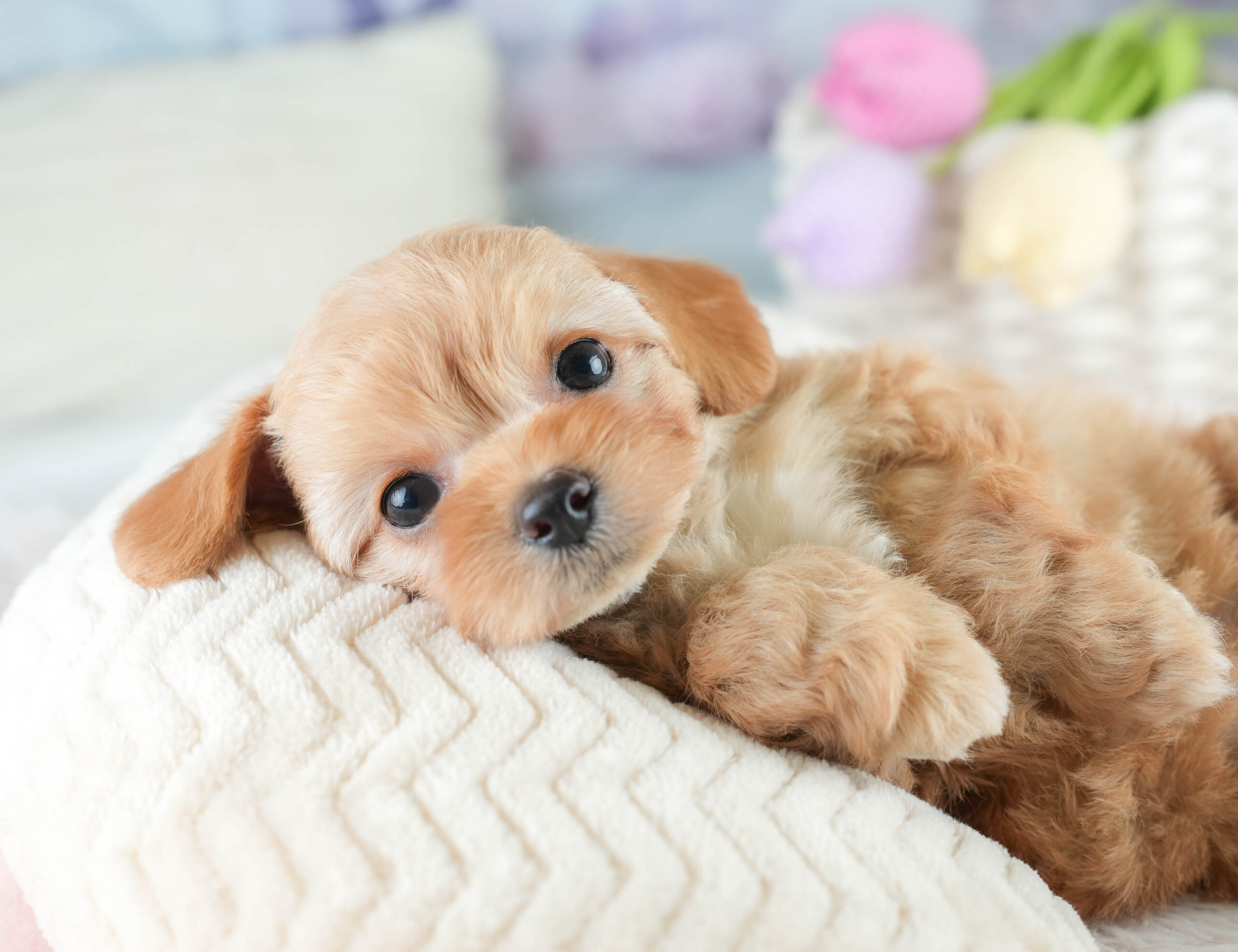 チワプー | 女の子 | アプリコット | 2025年12月20日