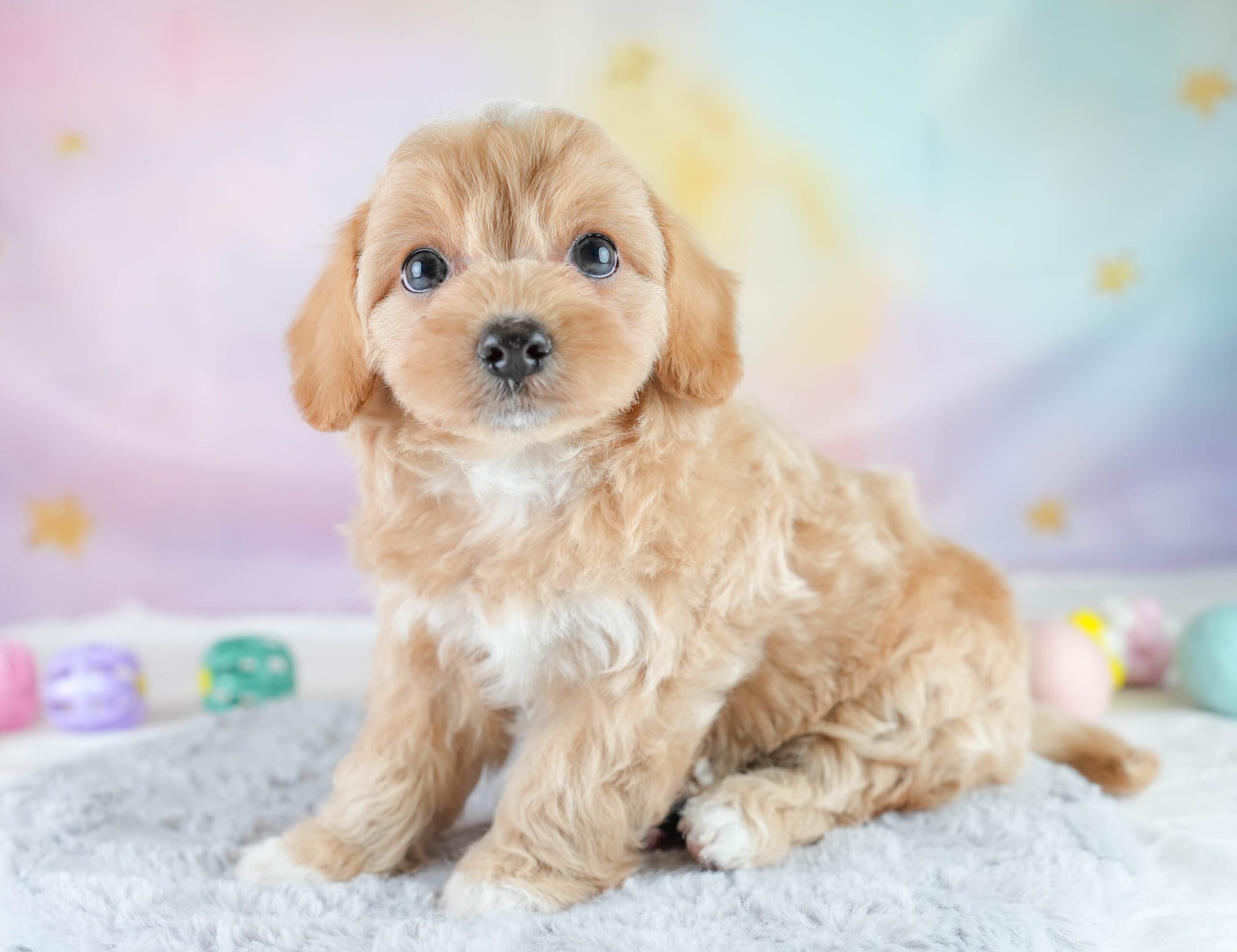 チワプー | 女の子 | レッド | 2025年12月20日