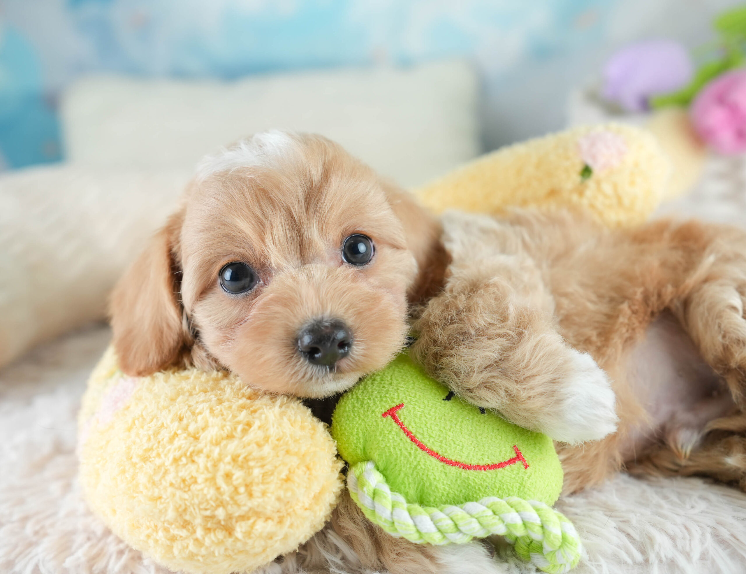 チワプー | 女の子 | レッド | 2025年12月20日