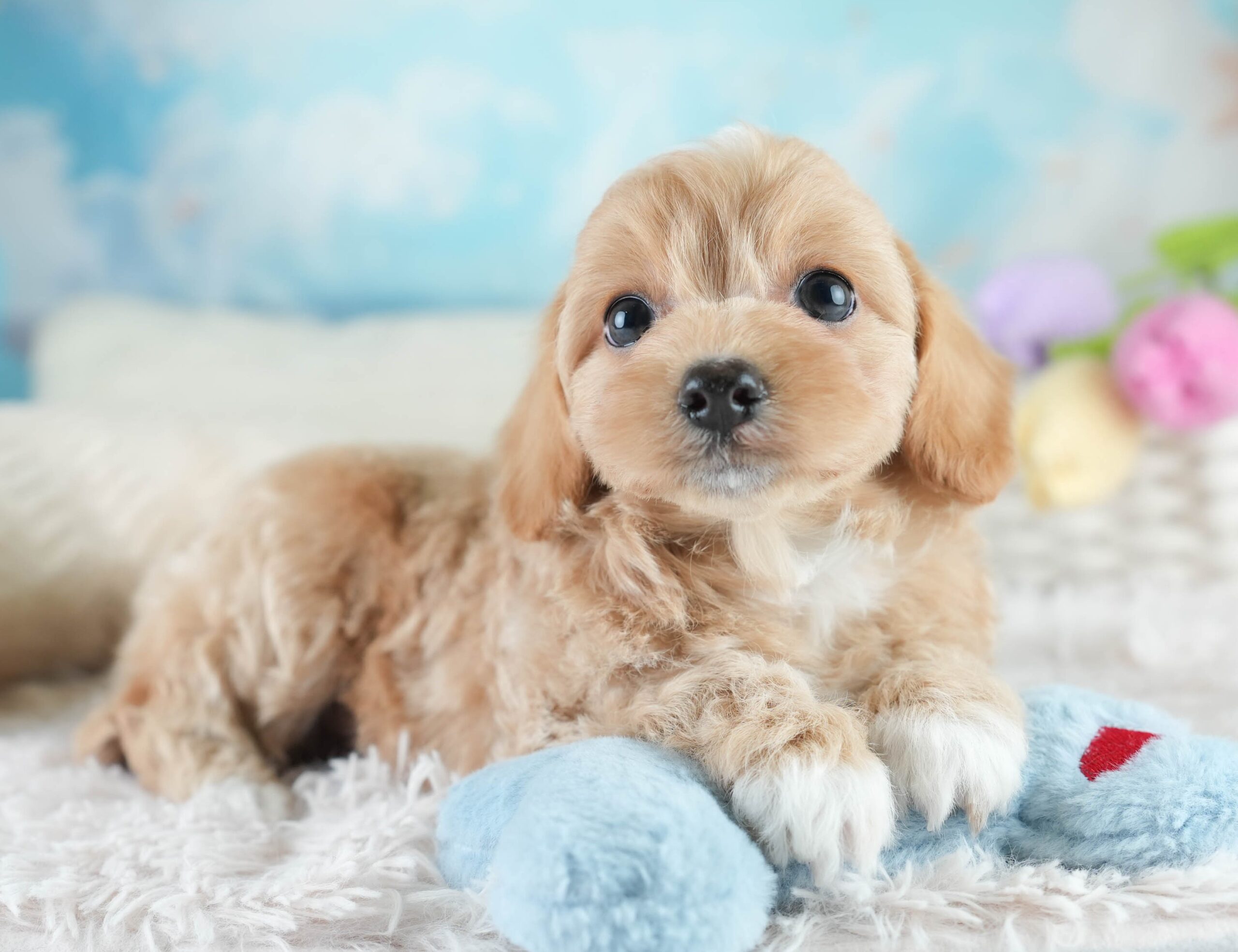 チワプー | 女の子 | レッド | 2025年12月20日