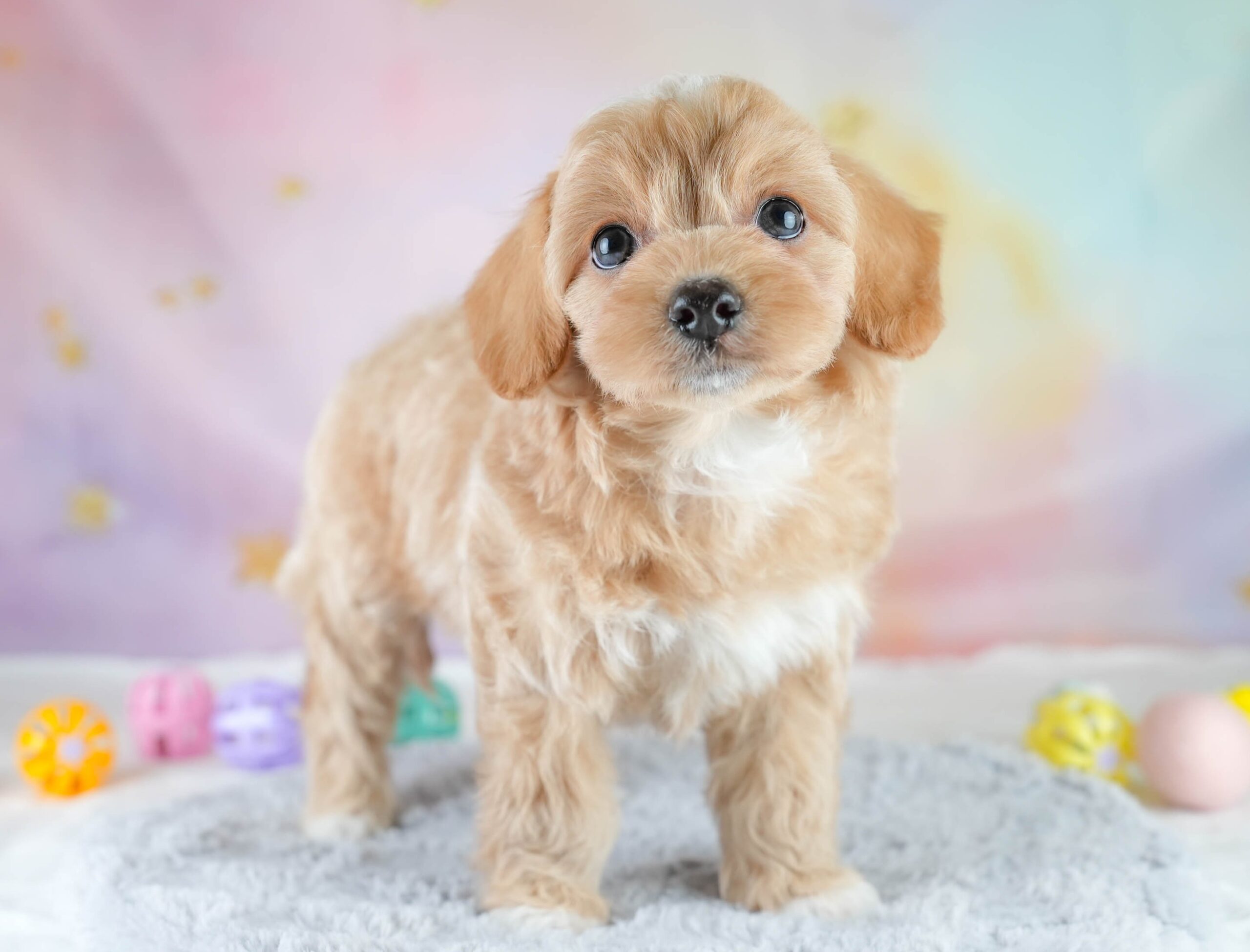 チワプー | 女の子 | レッド | 2025年12月20日