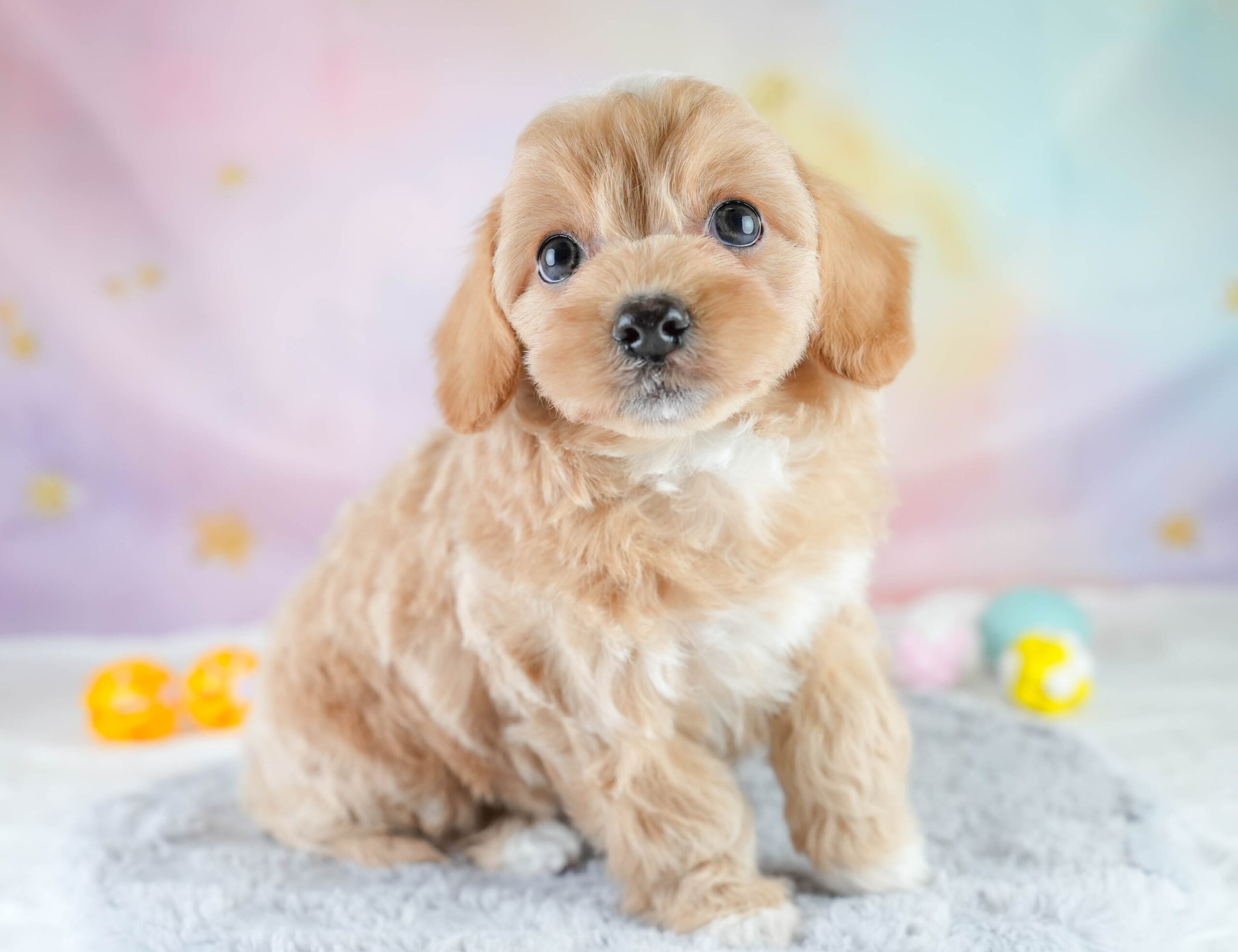 チワプー | 女の子 | レッド | 2025年12月20日