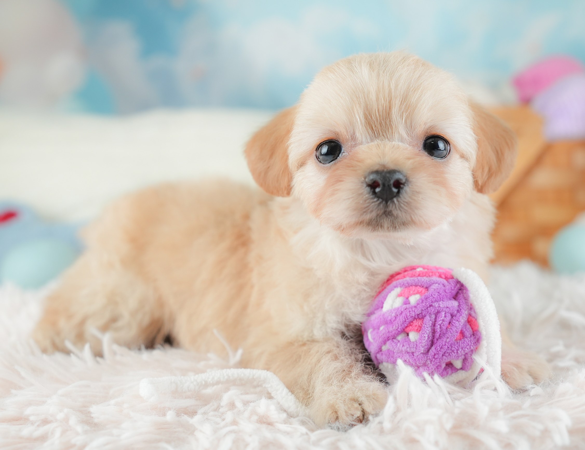 チワプー | 女の子 | アプリコット | 2025年12月20日