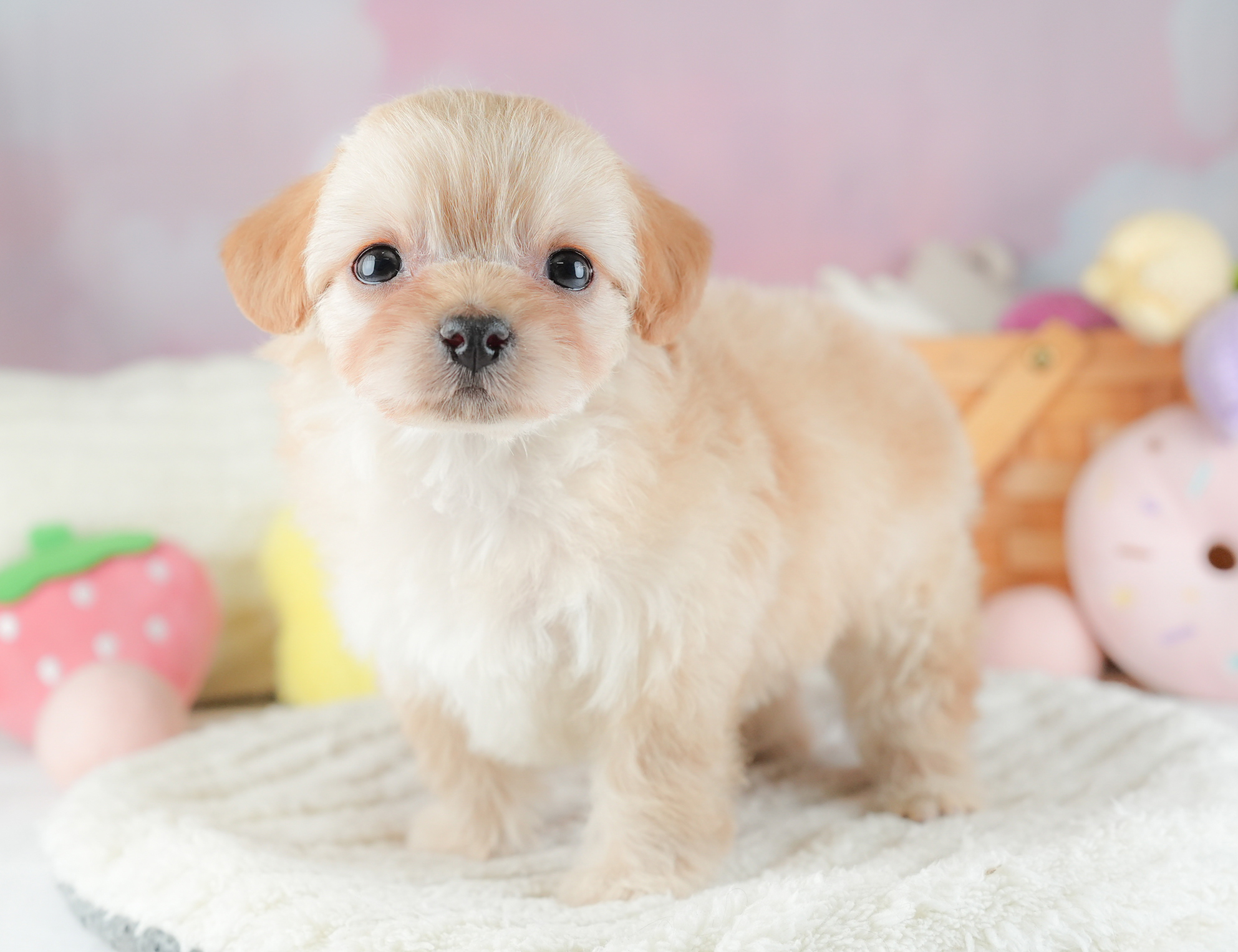 チワプー | 女の子 | アプリコット | 2025年12月20日