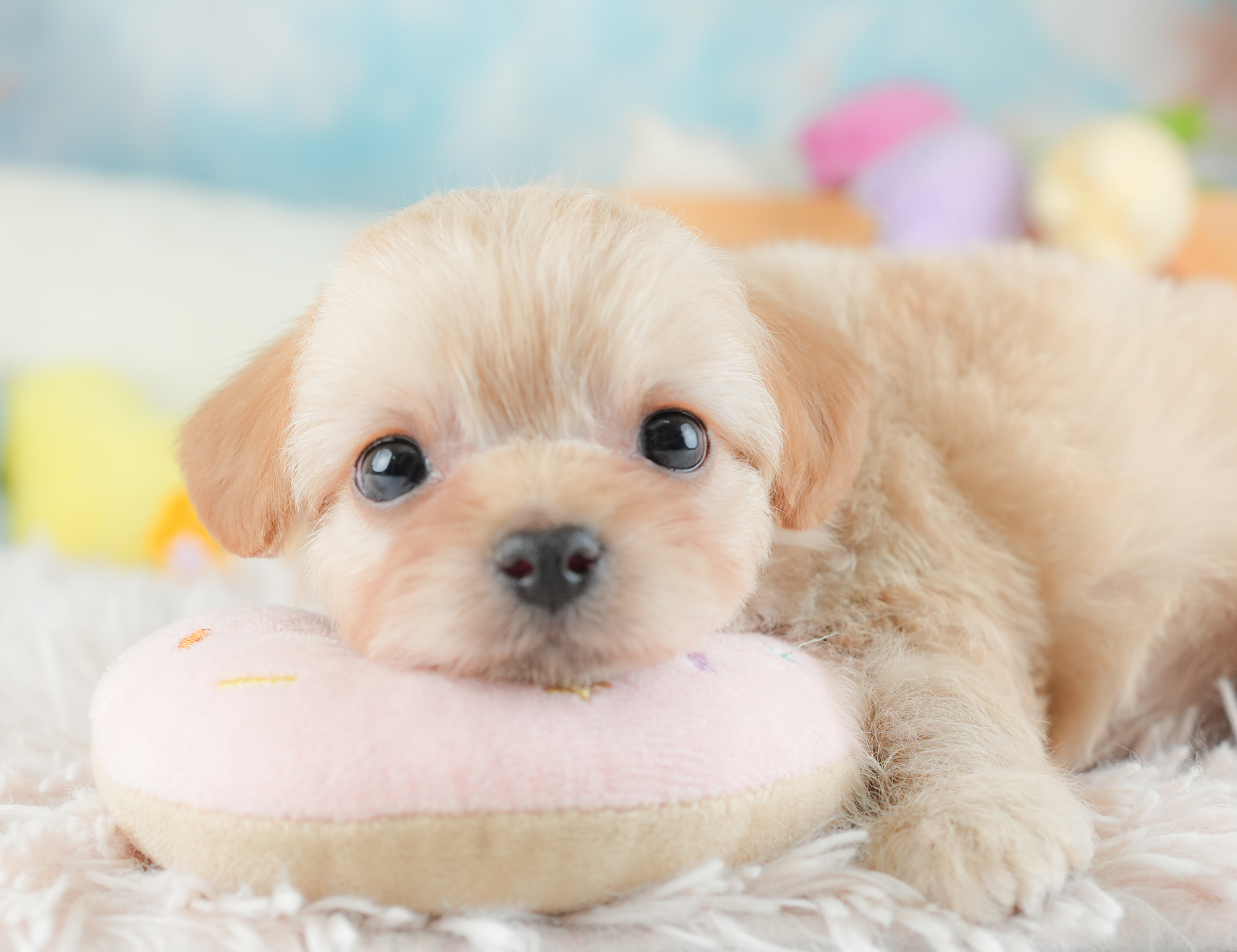 チワプー | 女の子 | アプリコット | 2025年12月20日