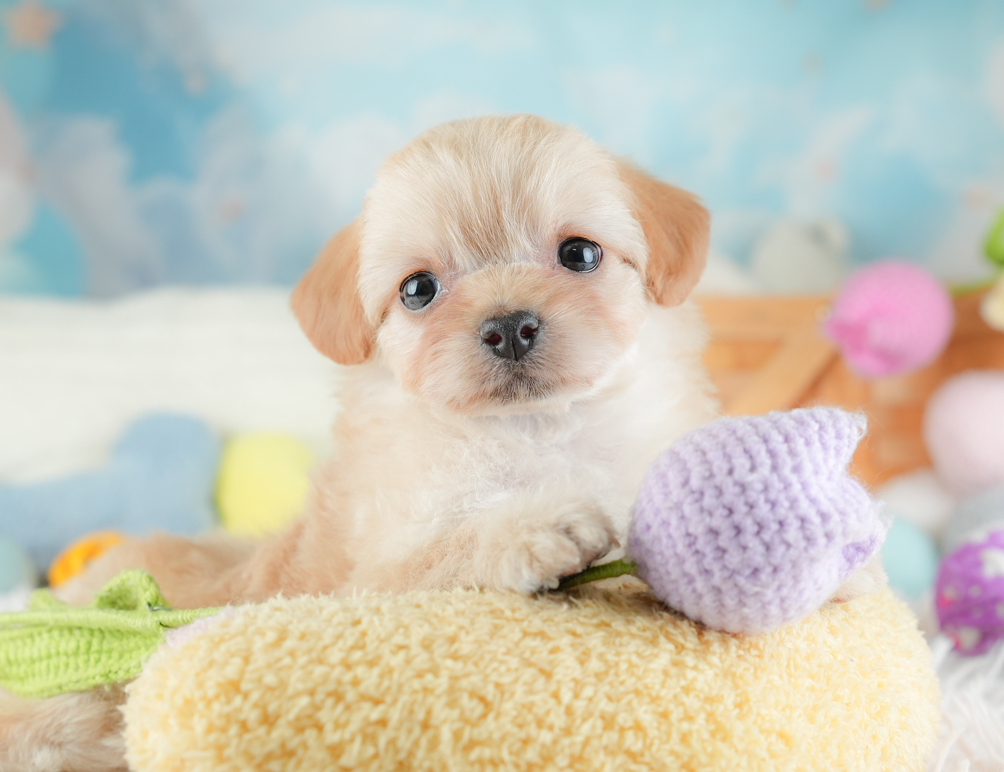 チワプー | 女の子 | アプリコット | 2025年12月20日