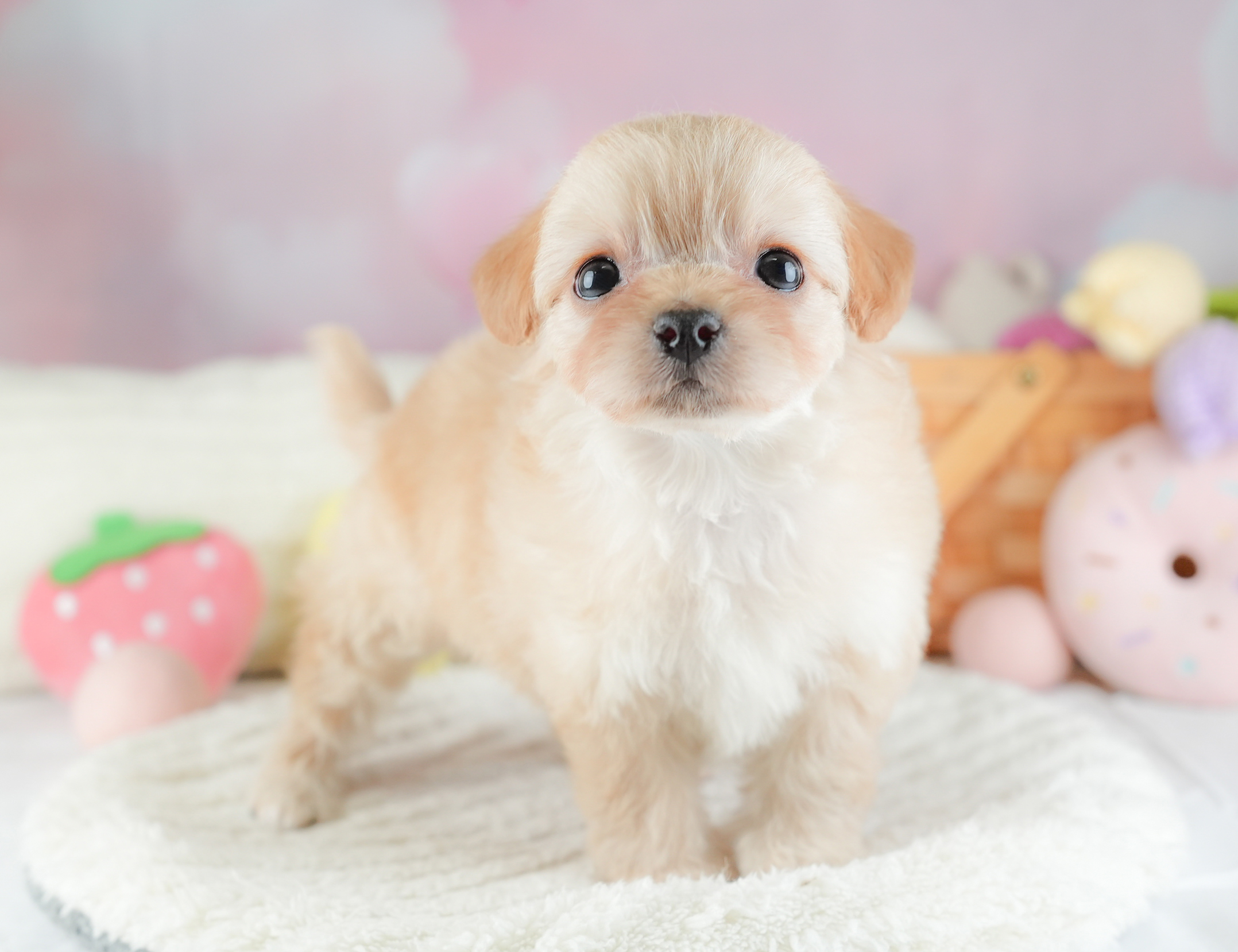 チワプー | 女の子 | アプリコット | 2025年12月20日