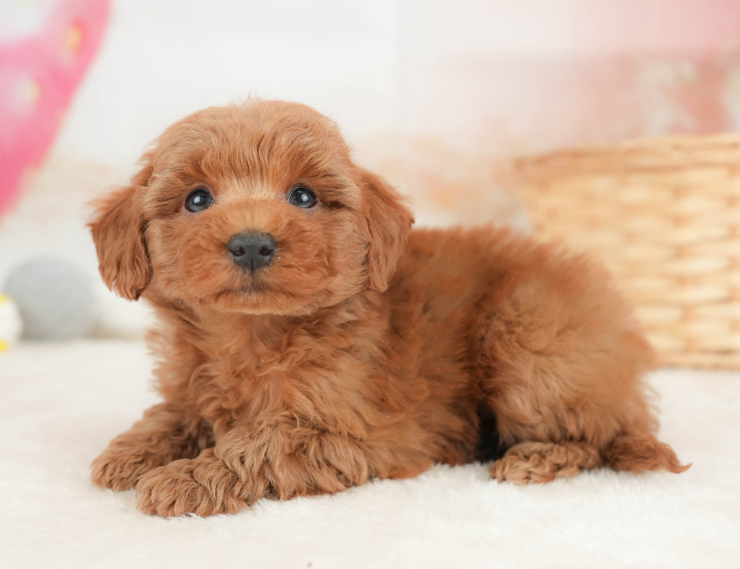 トイ・プードル | 女の子 | レッド | 2025年12月20日