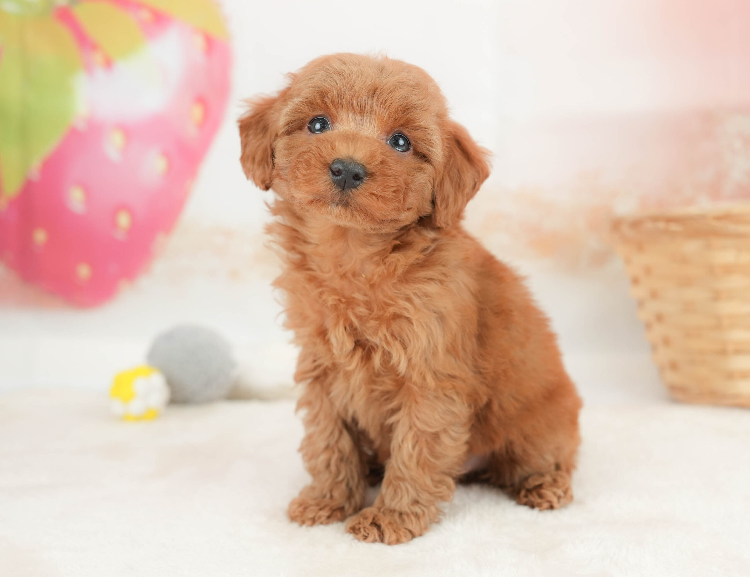 トイ・プードル | 女の子 | レッド | 2025年12月20日