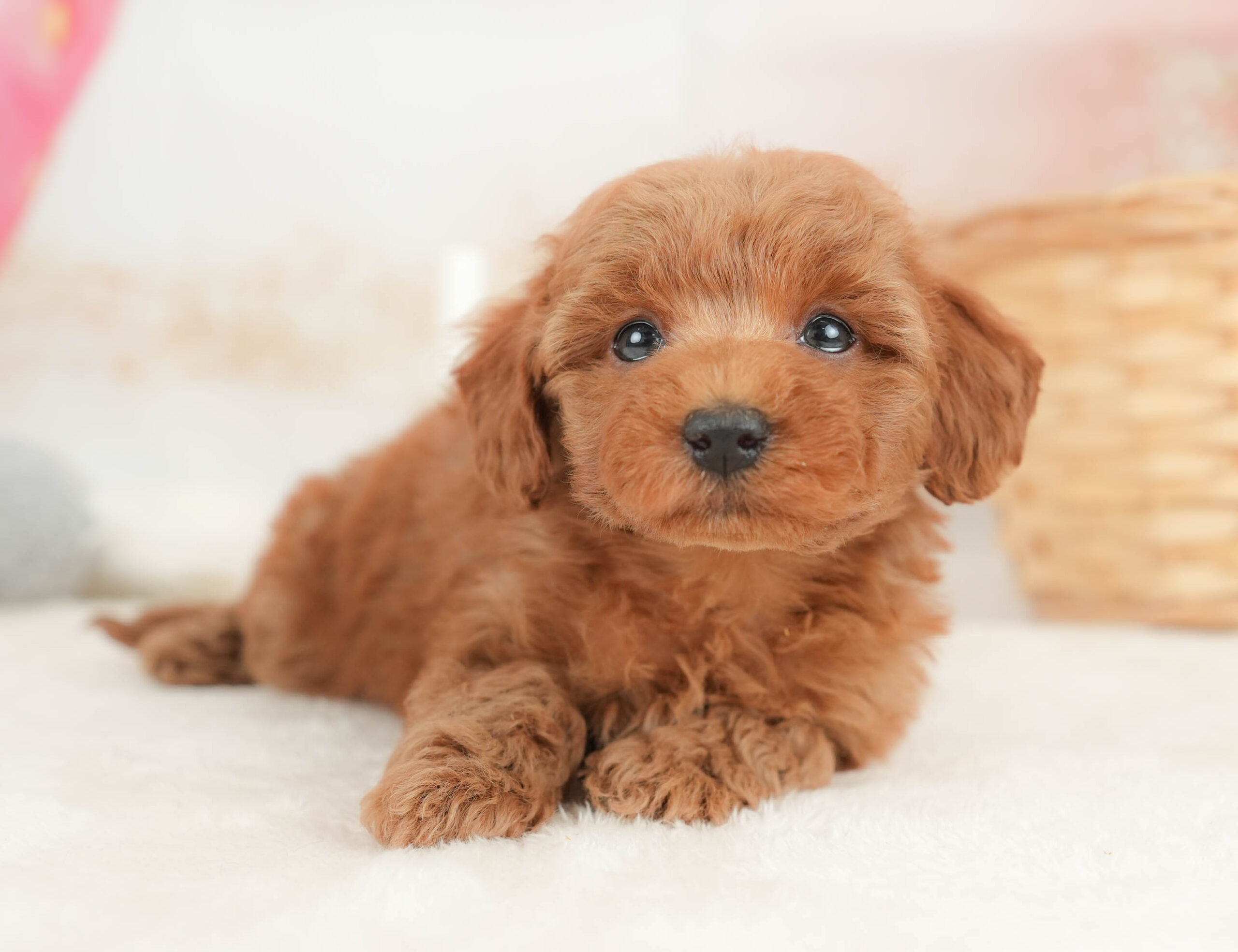 トイ・プードル | 女の子 | レッド | 2025年12月20日